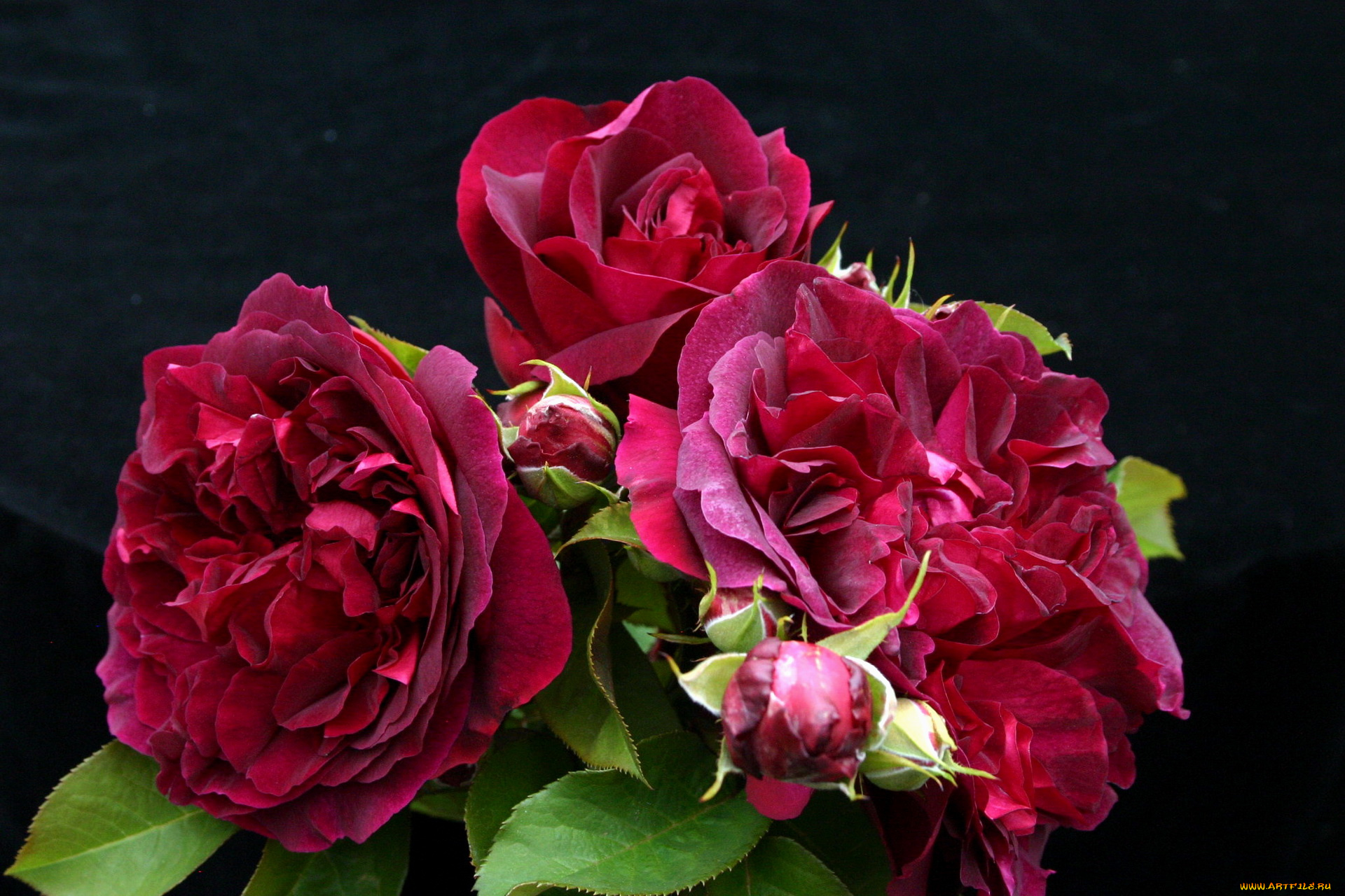 цветы, розы