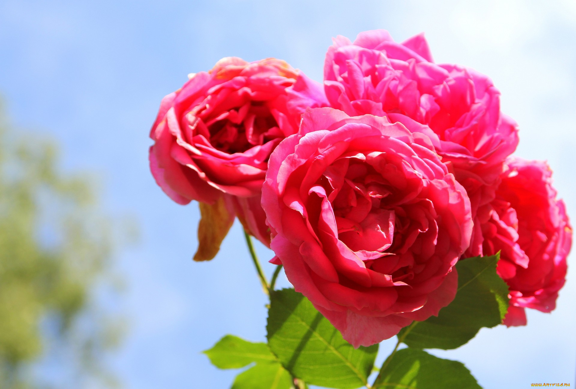 цветы, розы, розовый