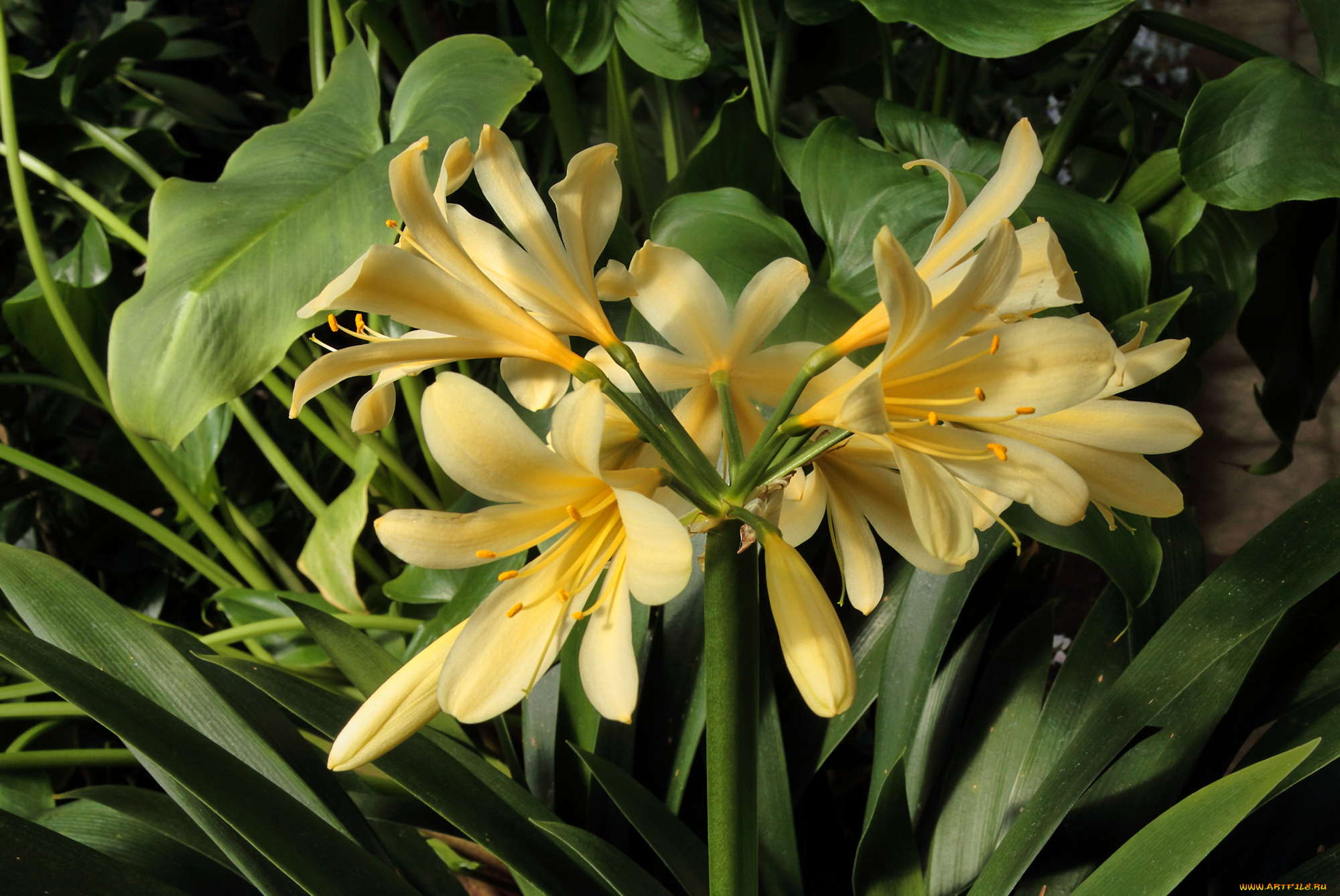 цветы, кливия, желтые