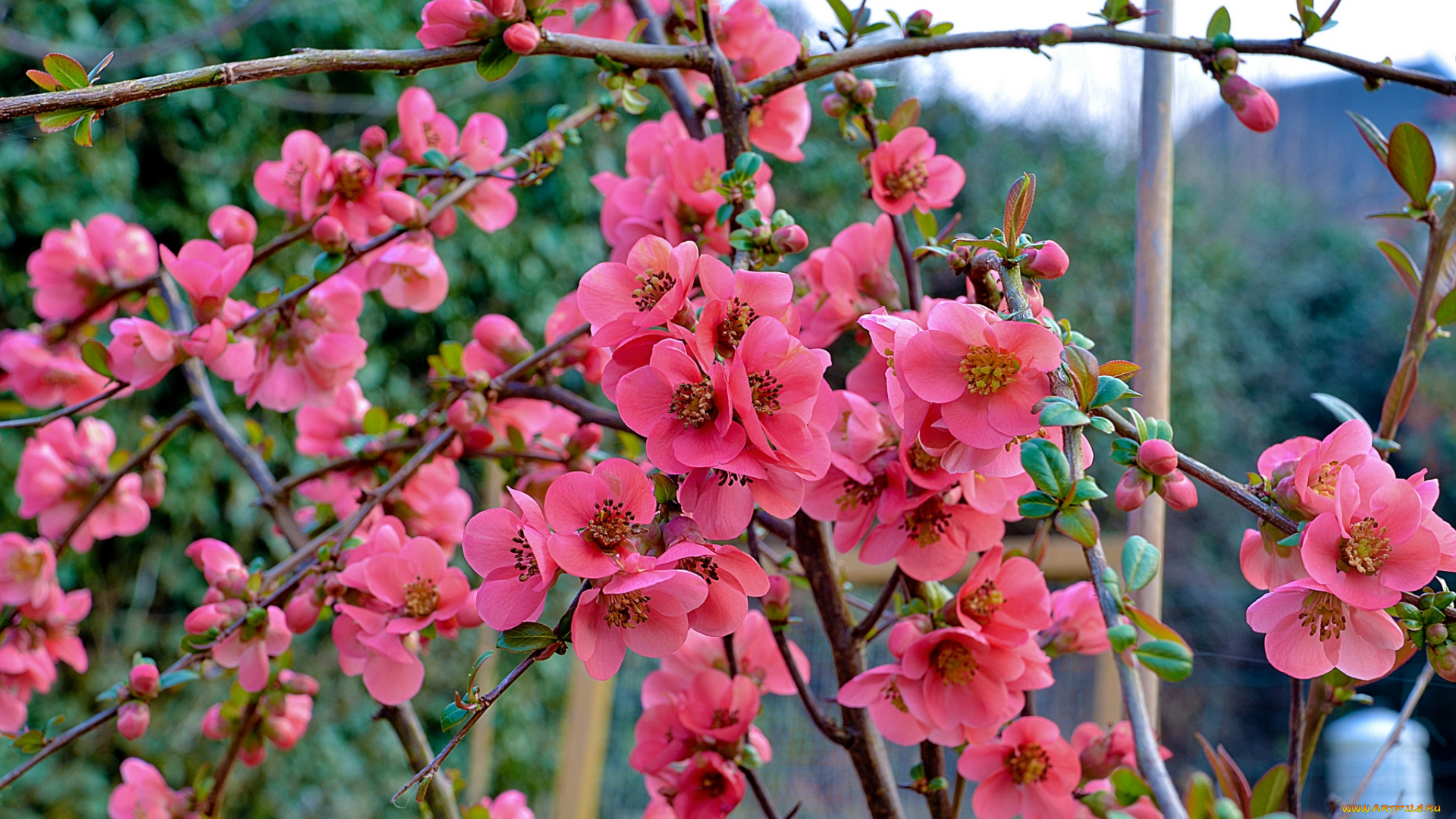 цветы, айва