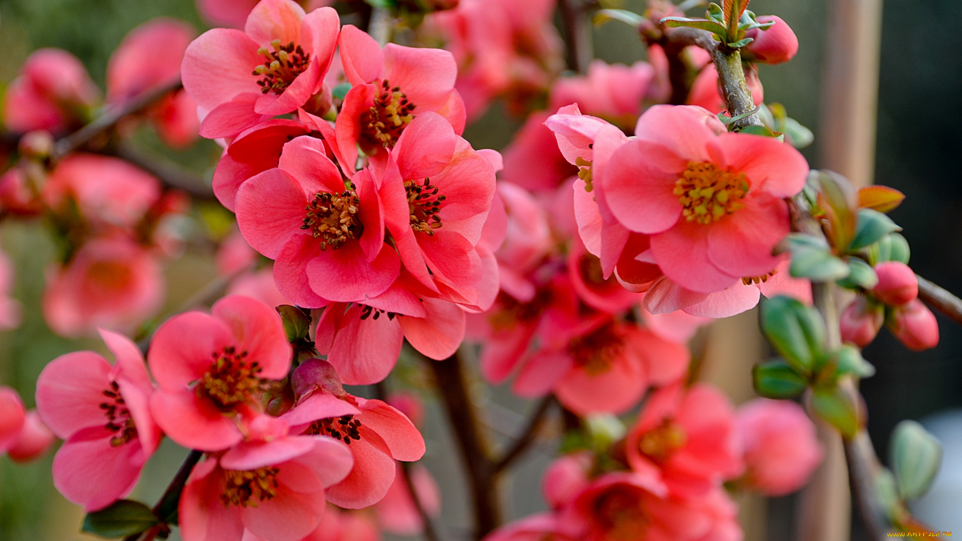 цветы, айва