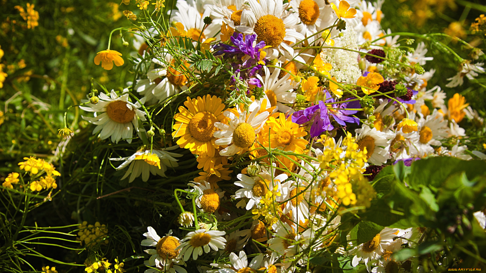 цветы, луговые, , полевые, , цветы, лето