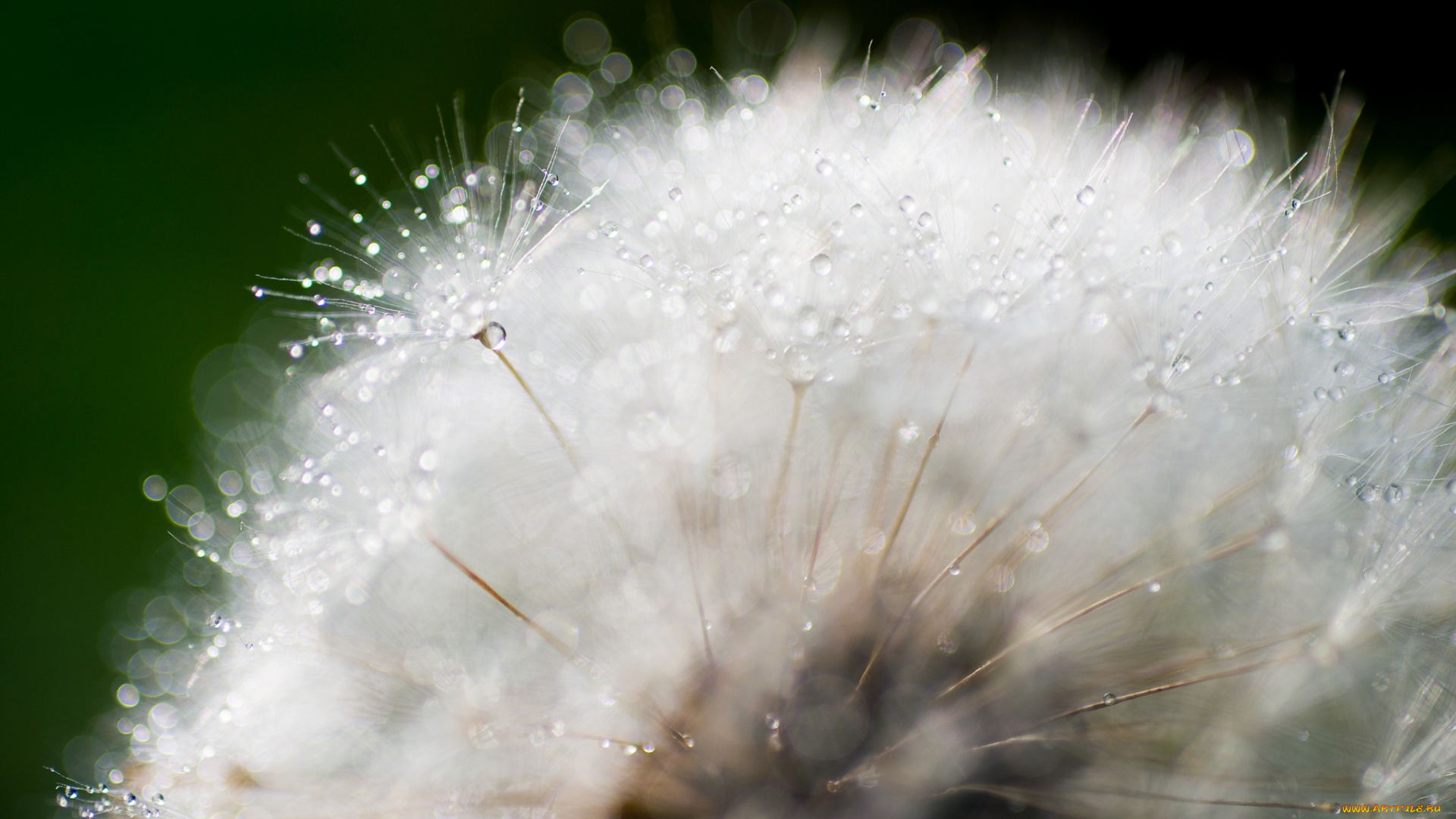 цветы, одуванчики, макро