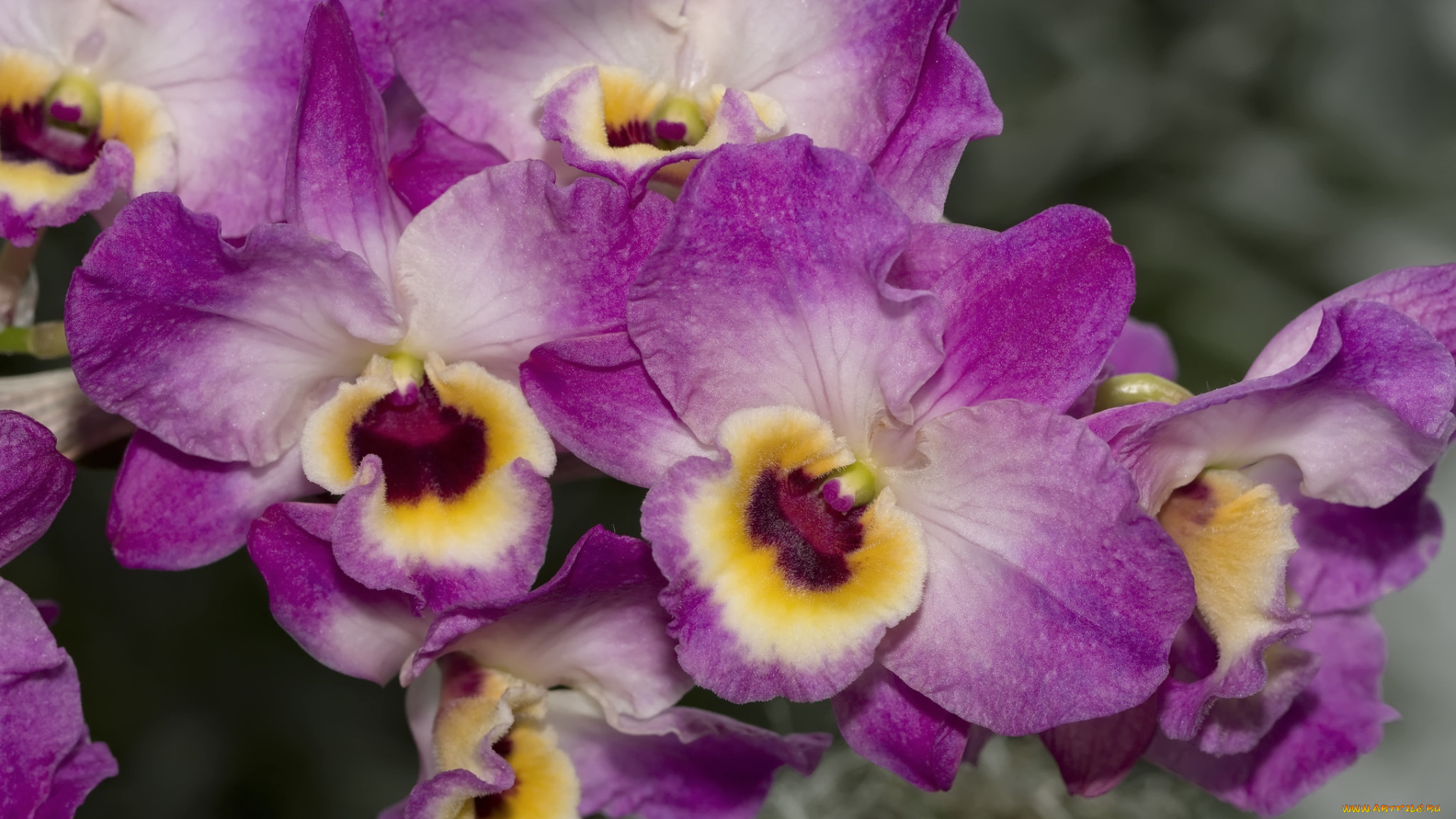 цветы, орхидеи, экзотика