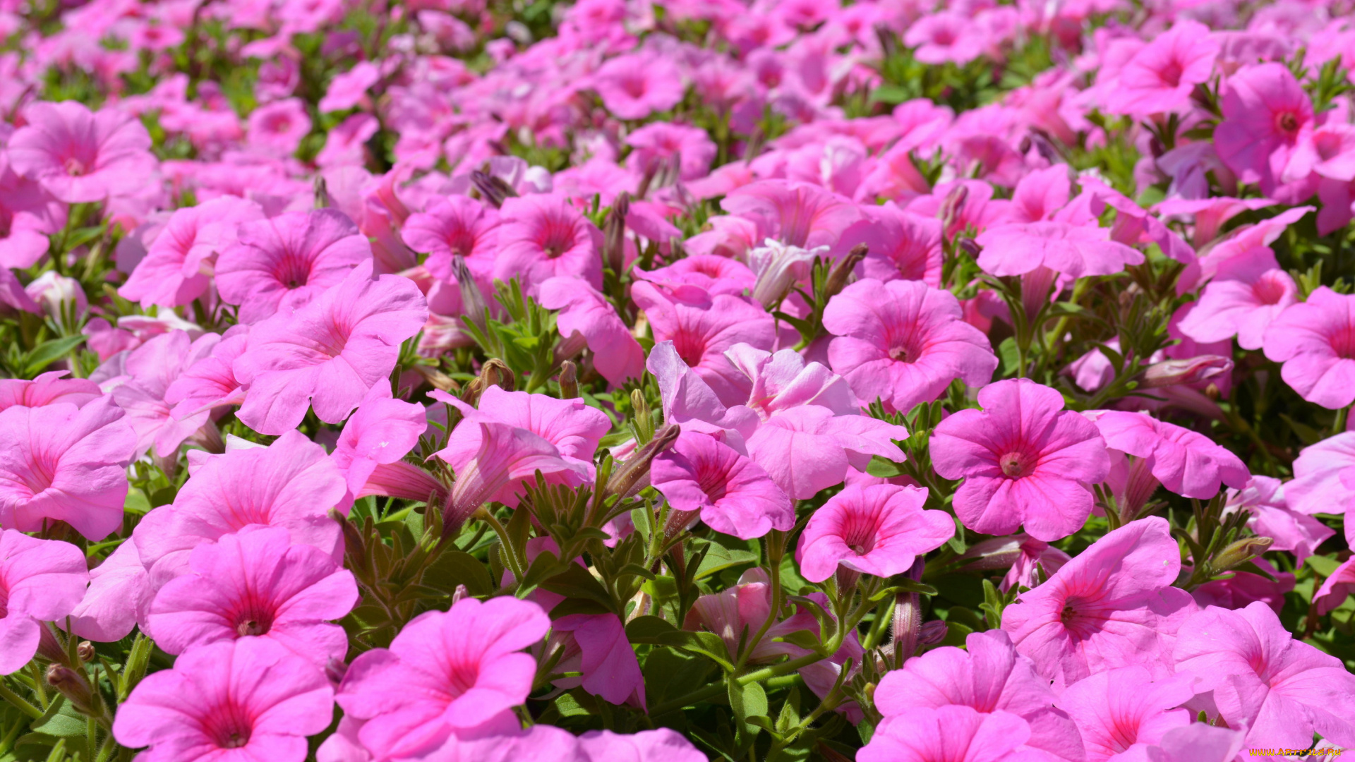 цветы, петунии, , калибрахоа, много, розовый