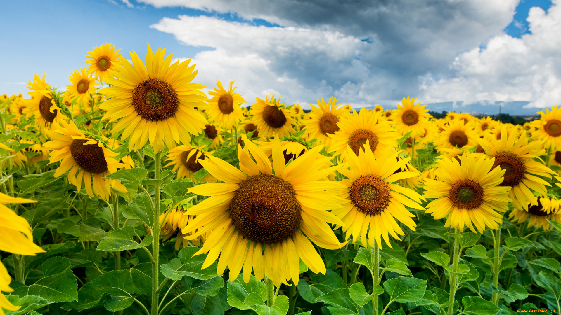 цветы, подсолнухи, поле