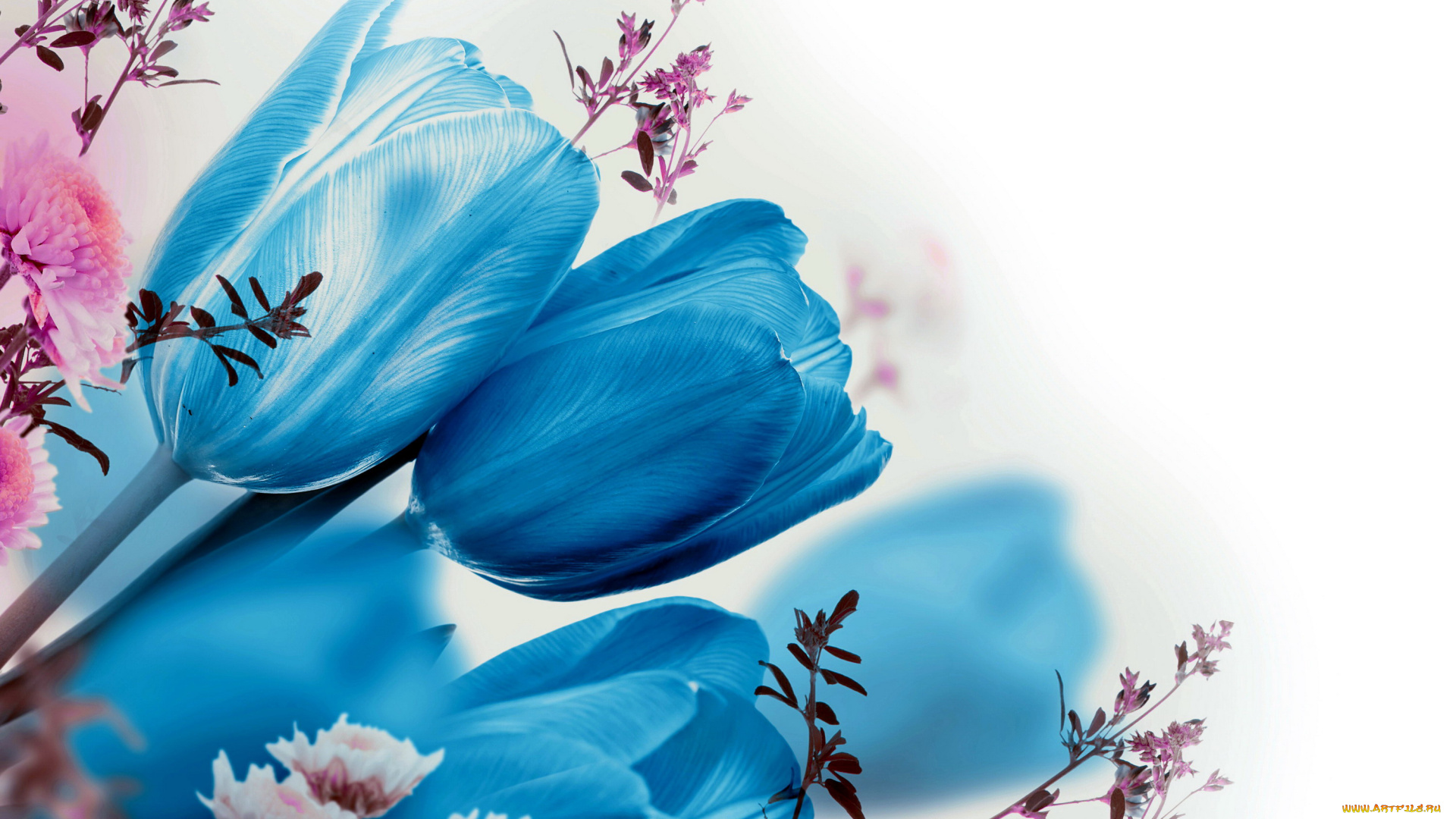 цветы, разные, вместе, синий, тюльпаны