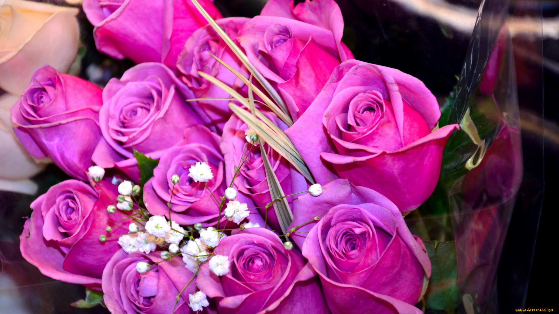 цветы, розы, бутоны, розовый