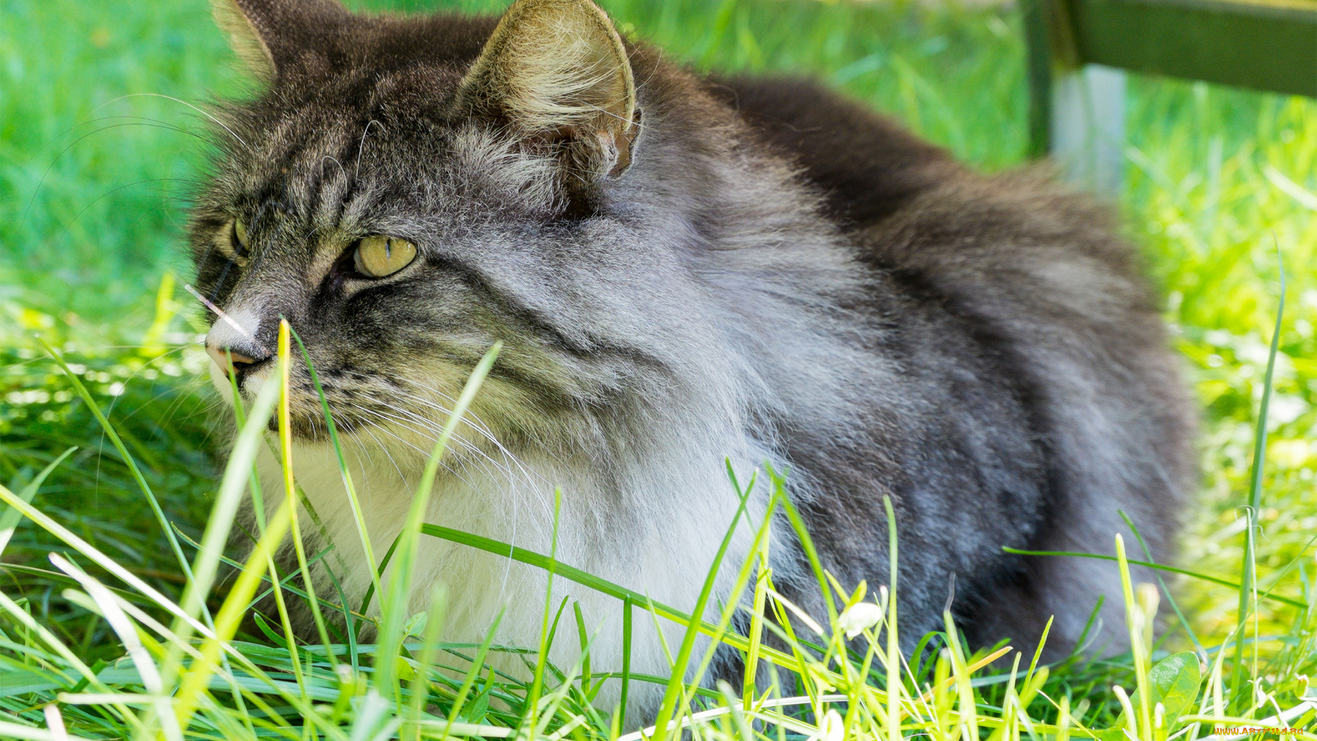 животные, коты, cat