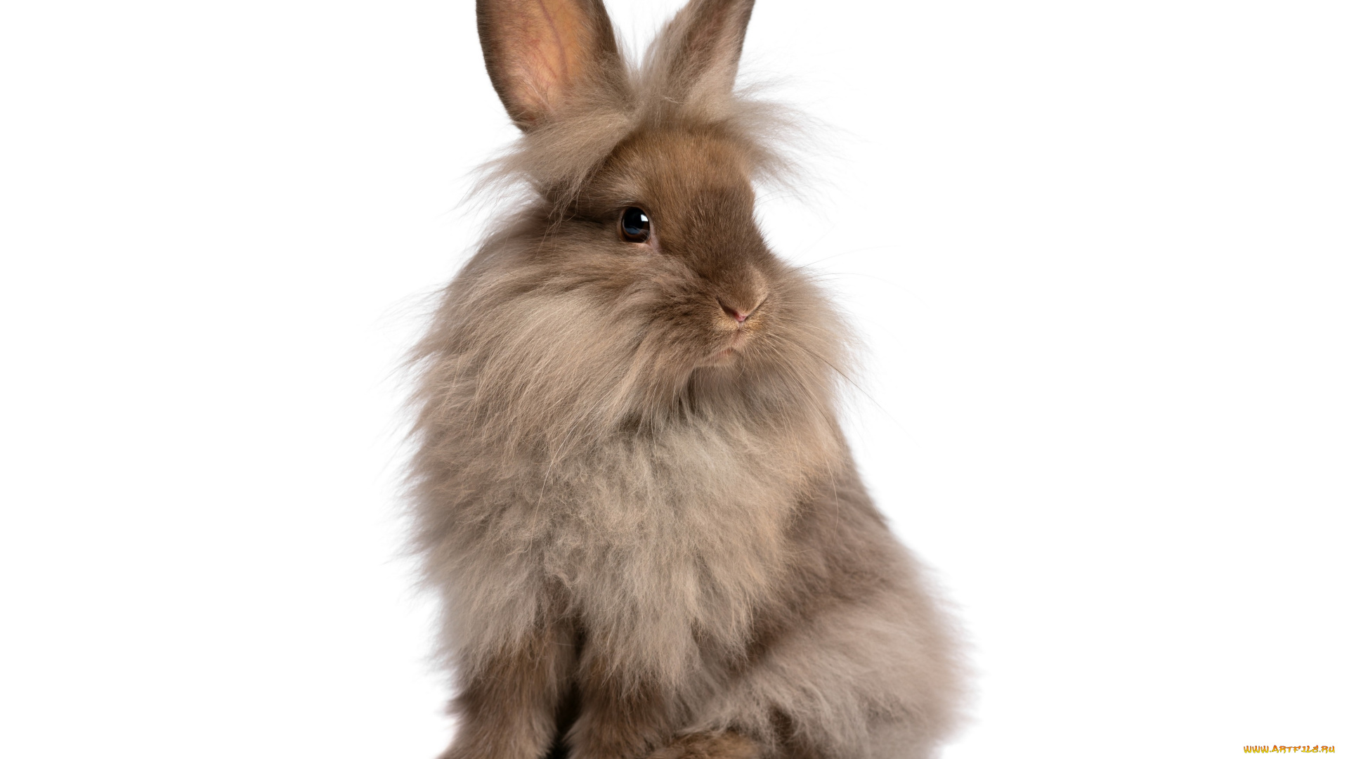животные, кролики, , зайцы, белый, фон, серый, зайка