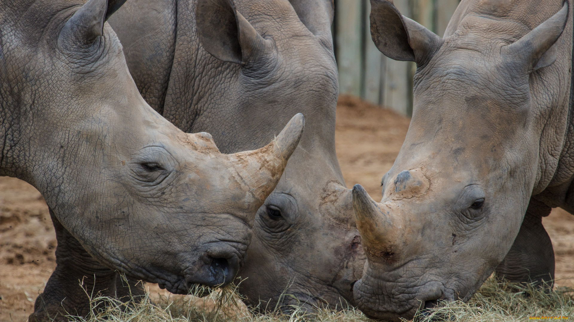 животные, носороги, трапеза, вольер