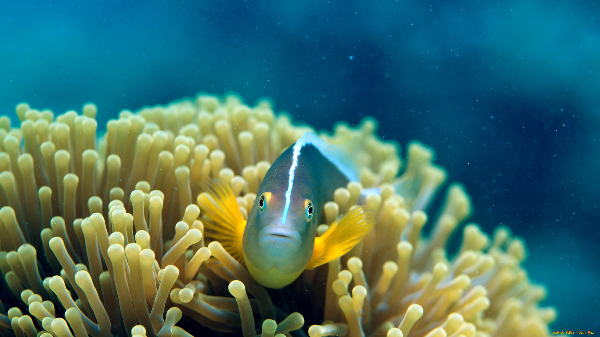 животные, рыбы, актиния, рыбка, подводный, мир, коралы, щюпальци