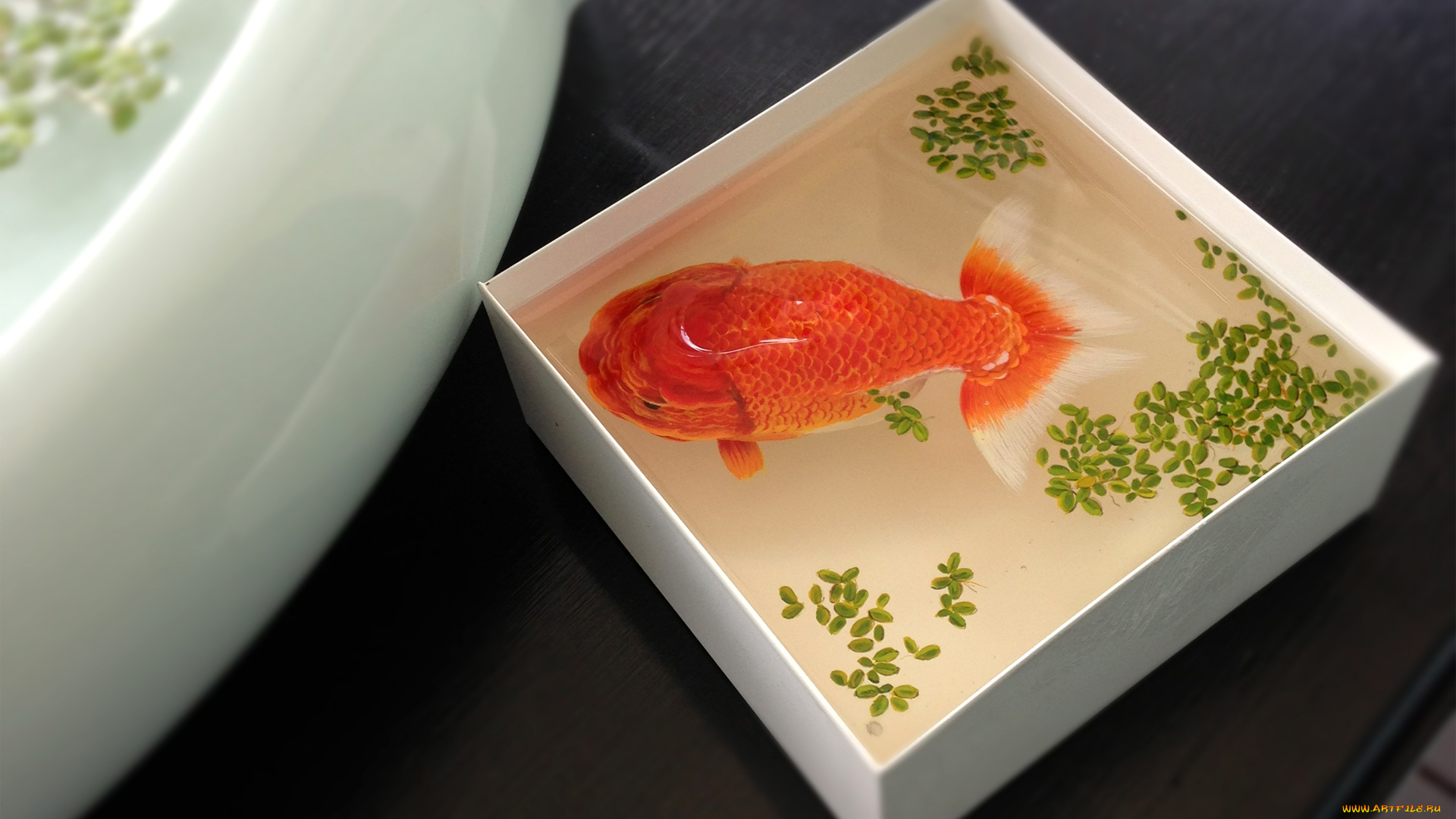 животные, рыбы, вид, сверху, вода, коробка, ёмкость, рыбка, рыба, золотая, ряска