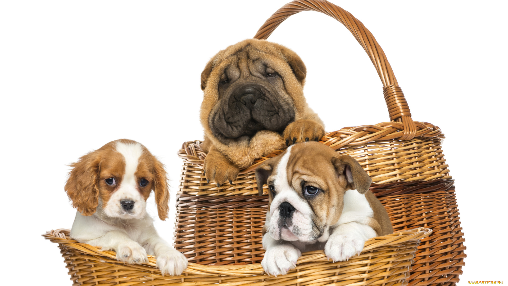 животные, собаки, фон, корзина