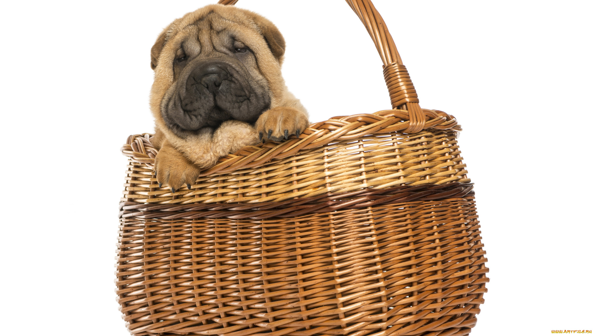 животные, собаки, корзина, фон, щенок