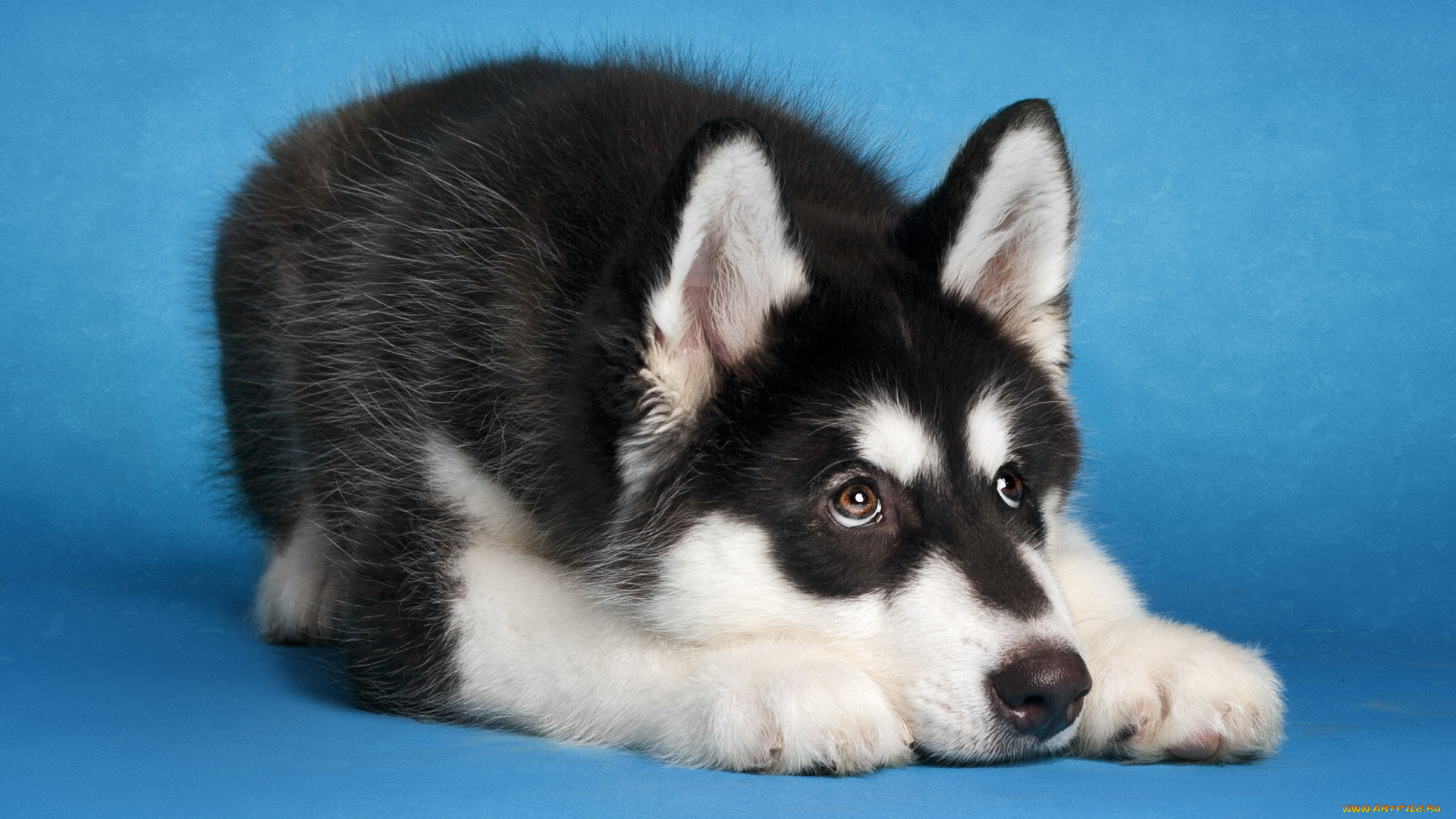 животные, собаки, маламут