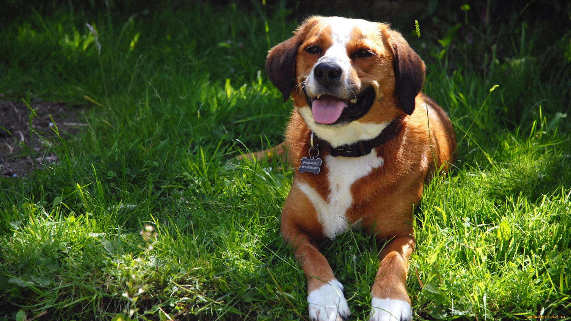 животные, собаки, рыжая, собака, зелень, трава