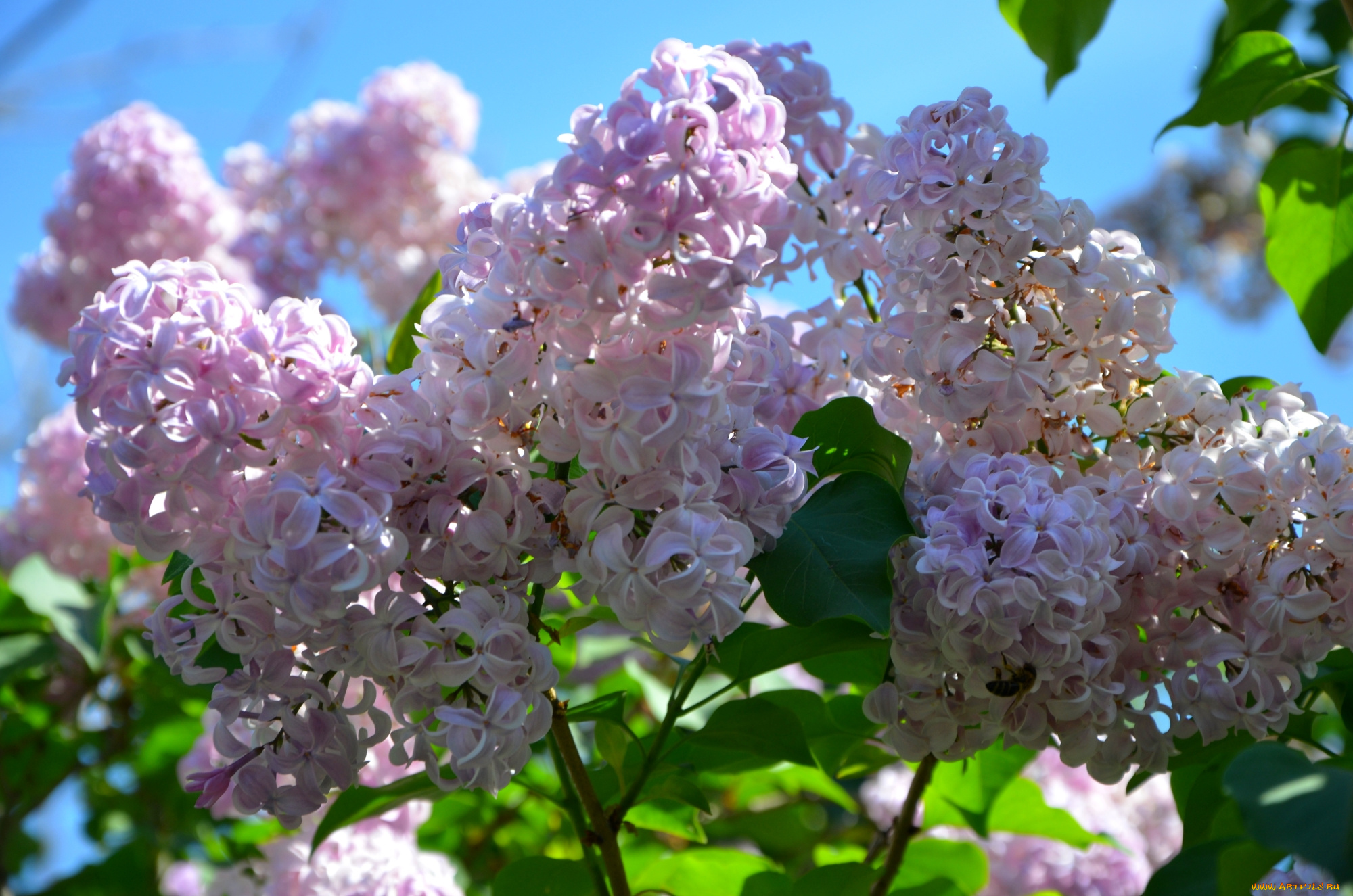цветы, сирень, весна
