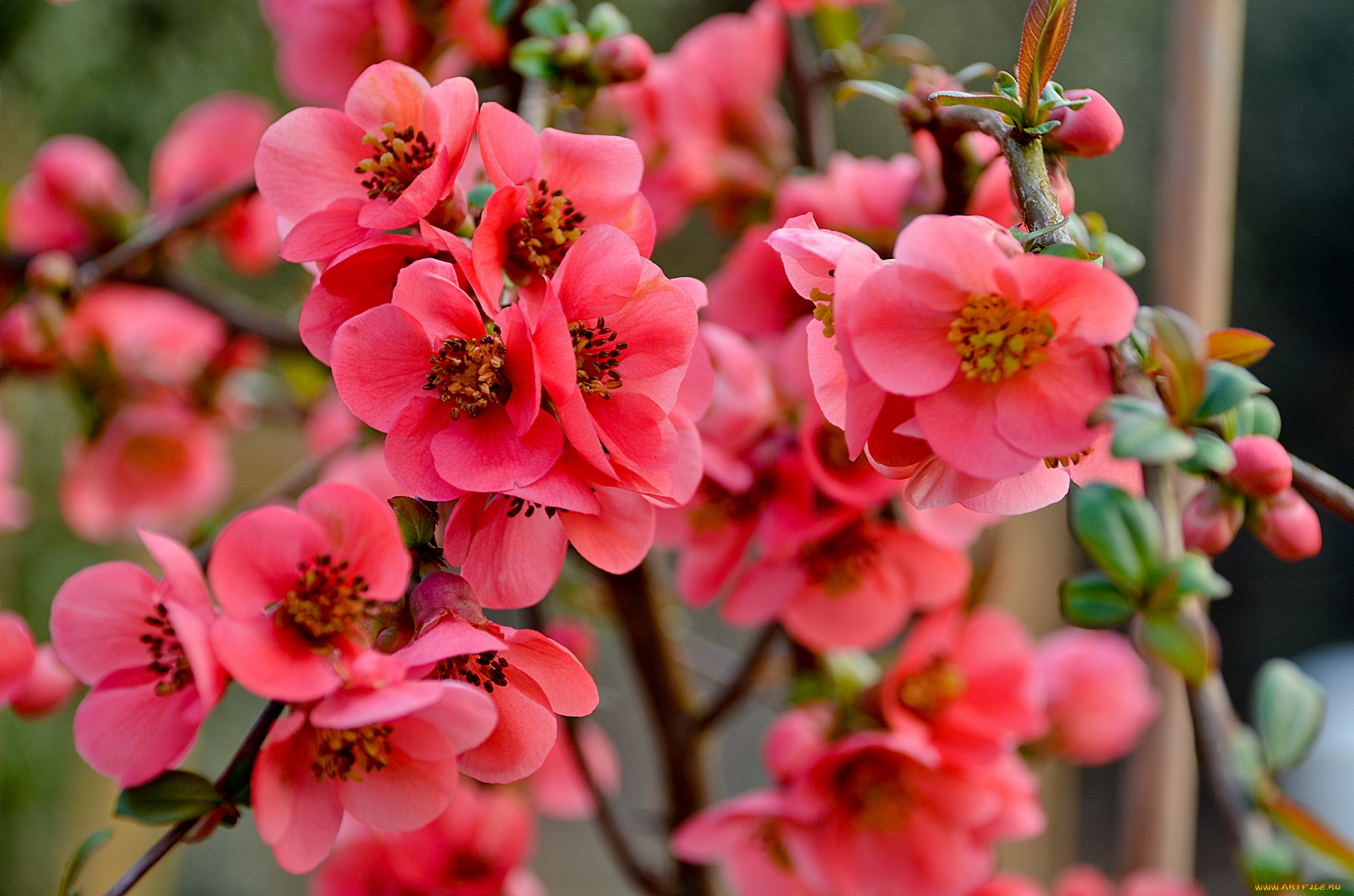 цветы, айва