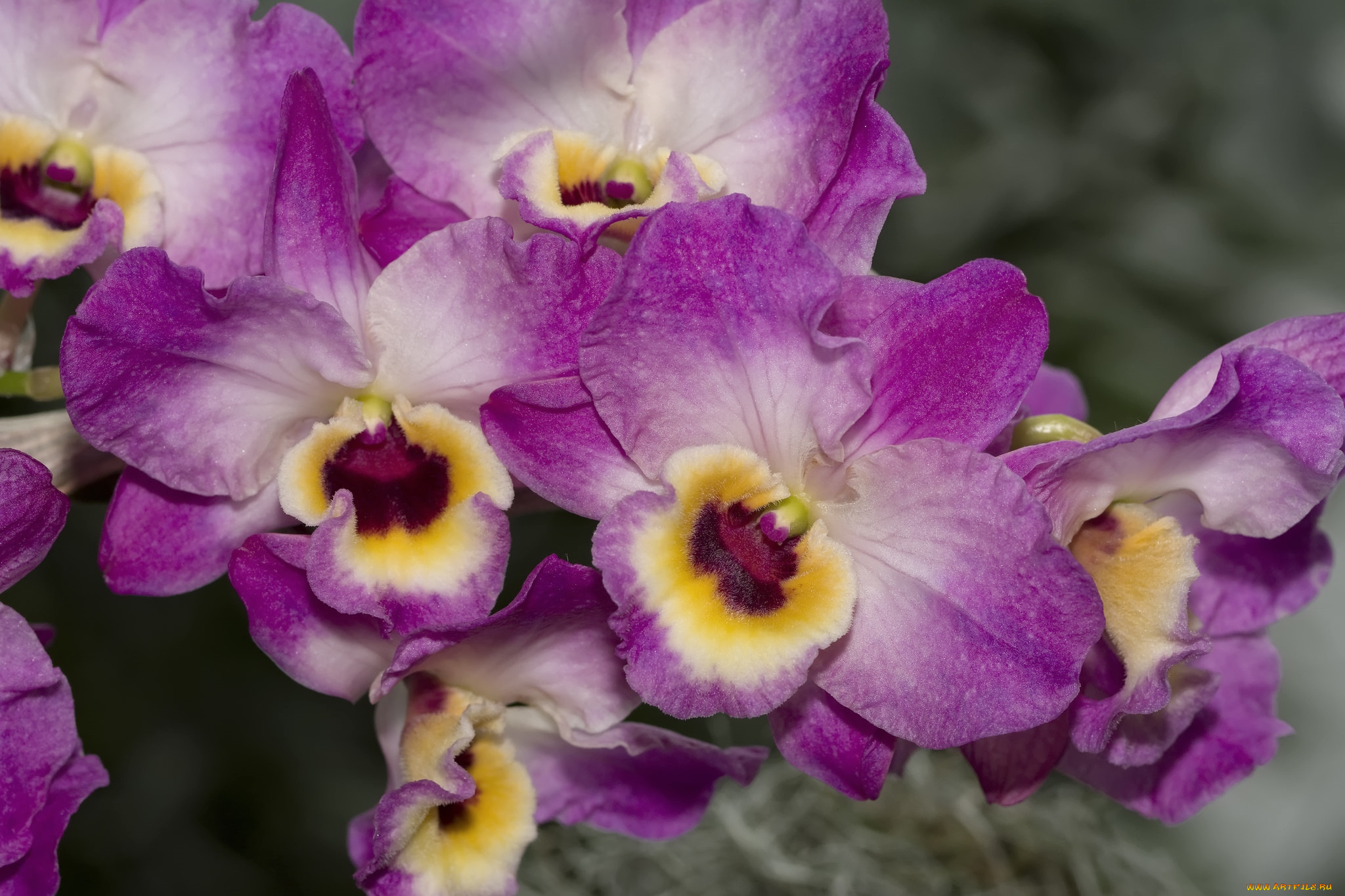 цветы, орхидеи, экзотика