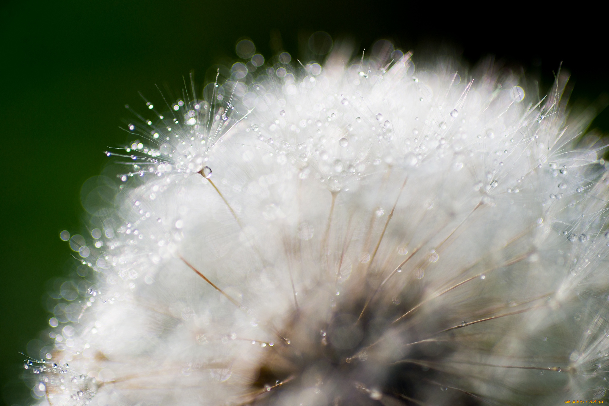 цветы, одуванчики, макро