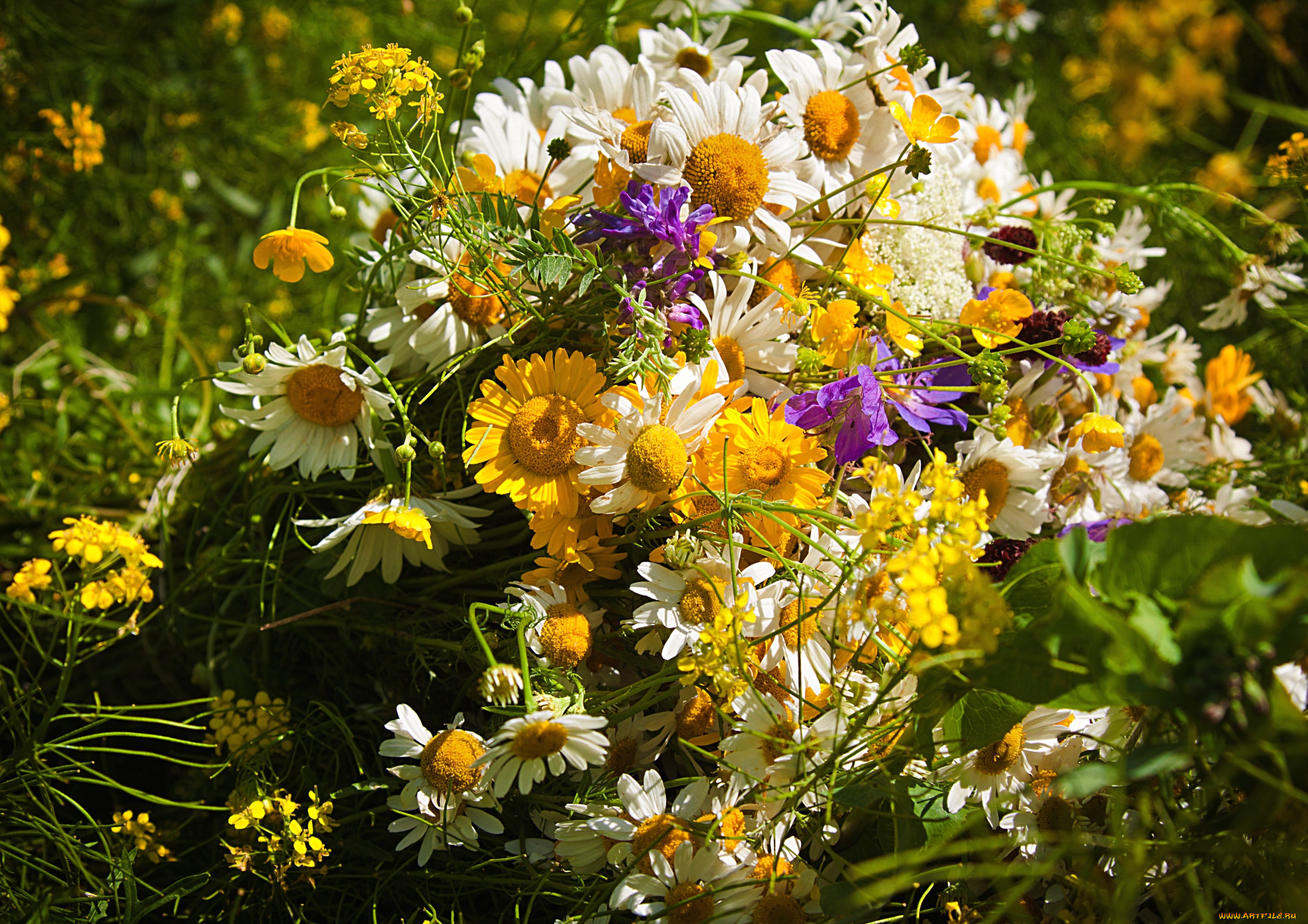 цветы, луговые, , полевые, , цветы, лето