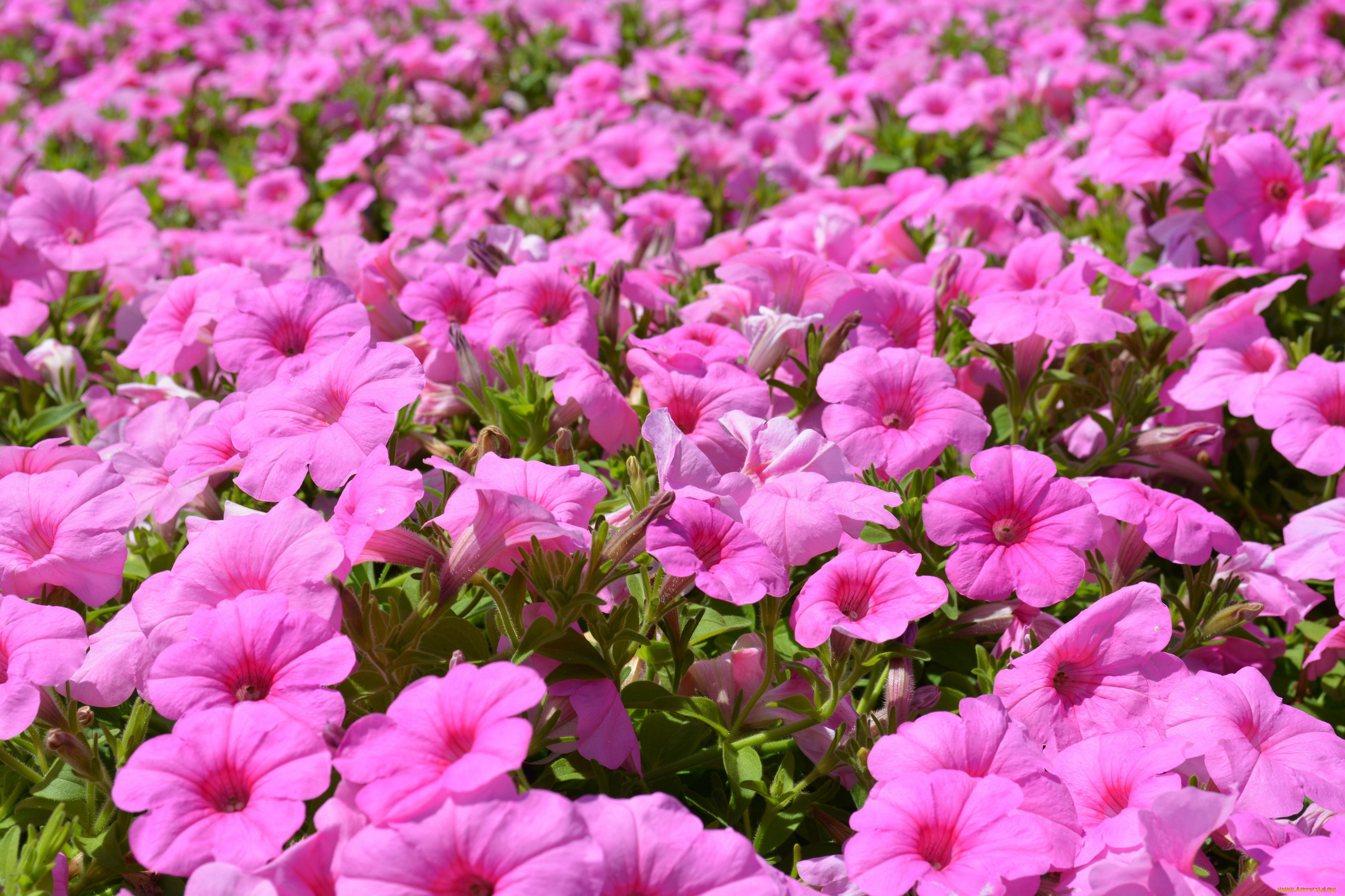 цветы, петунии, , калибрахоа, много, розовый