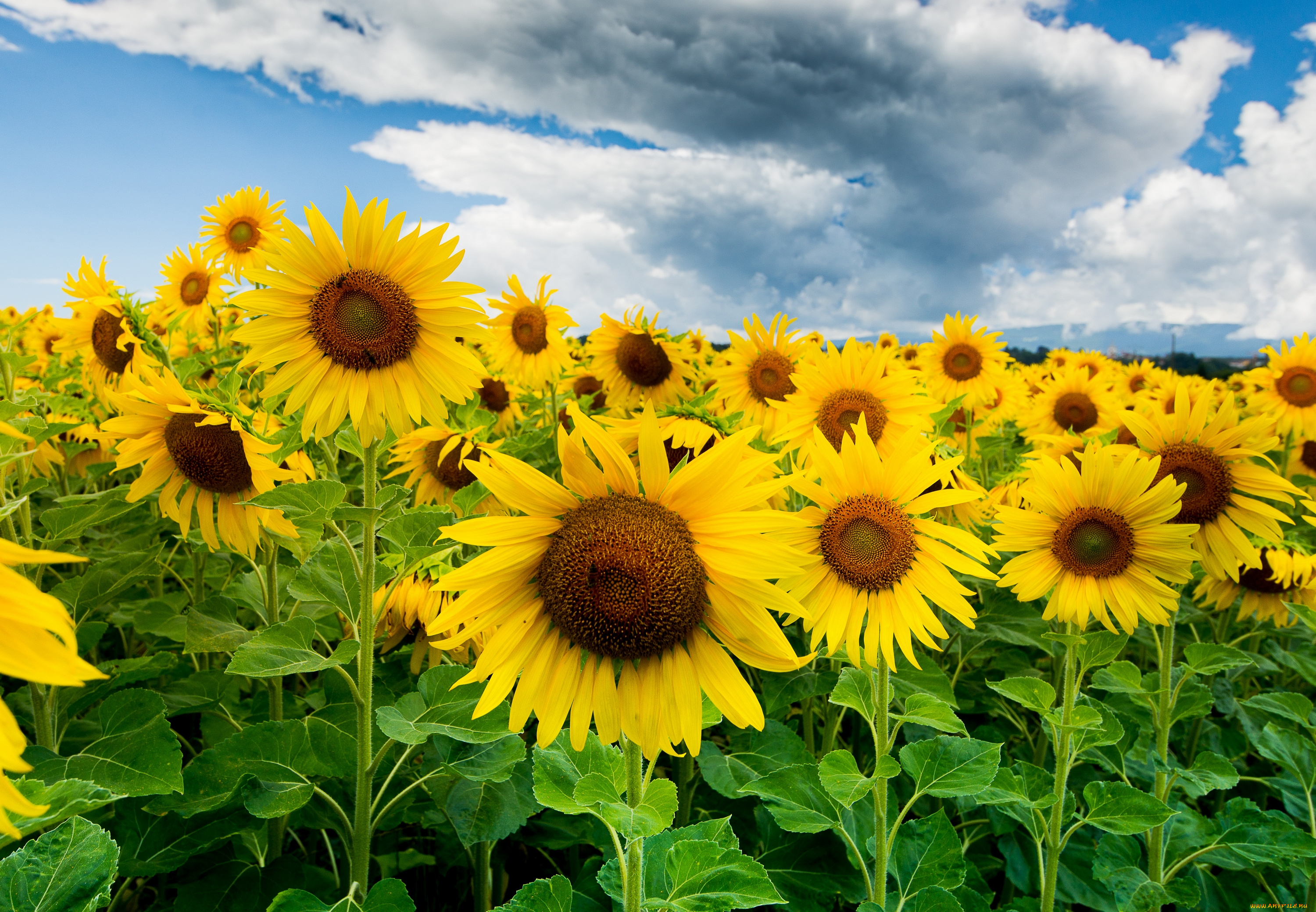 цветы, подсолнухи, поле