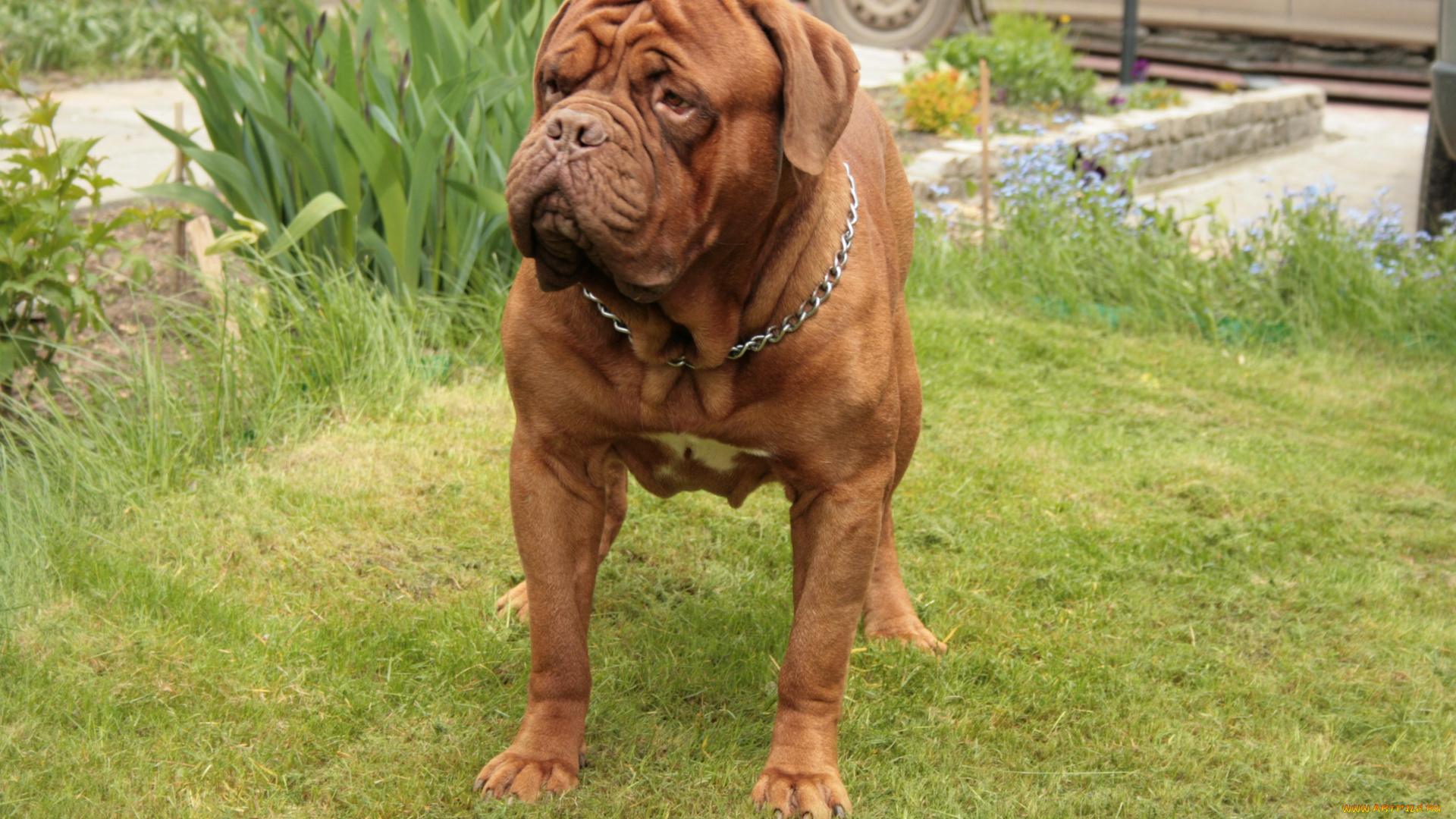 бордоский, дог, животные, собаки, бордоский, дог, собака