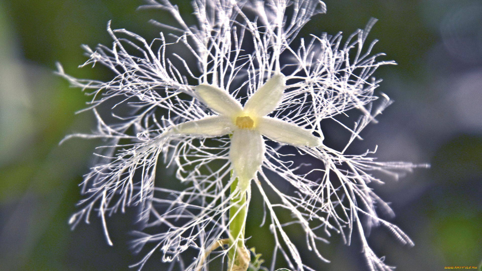 цветы, макро, отростки, цветок