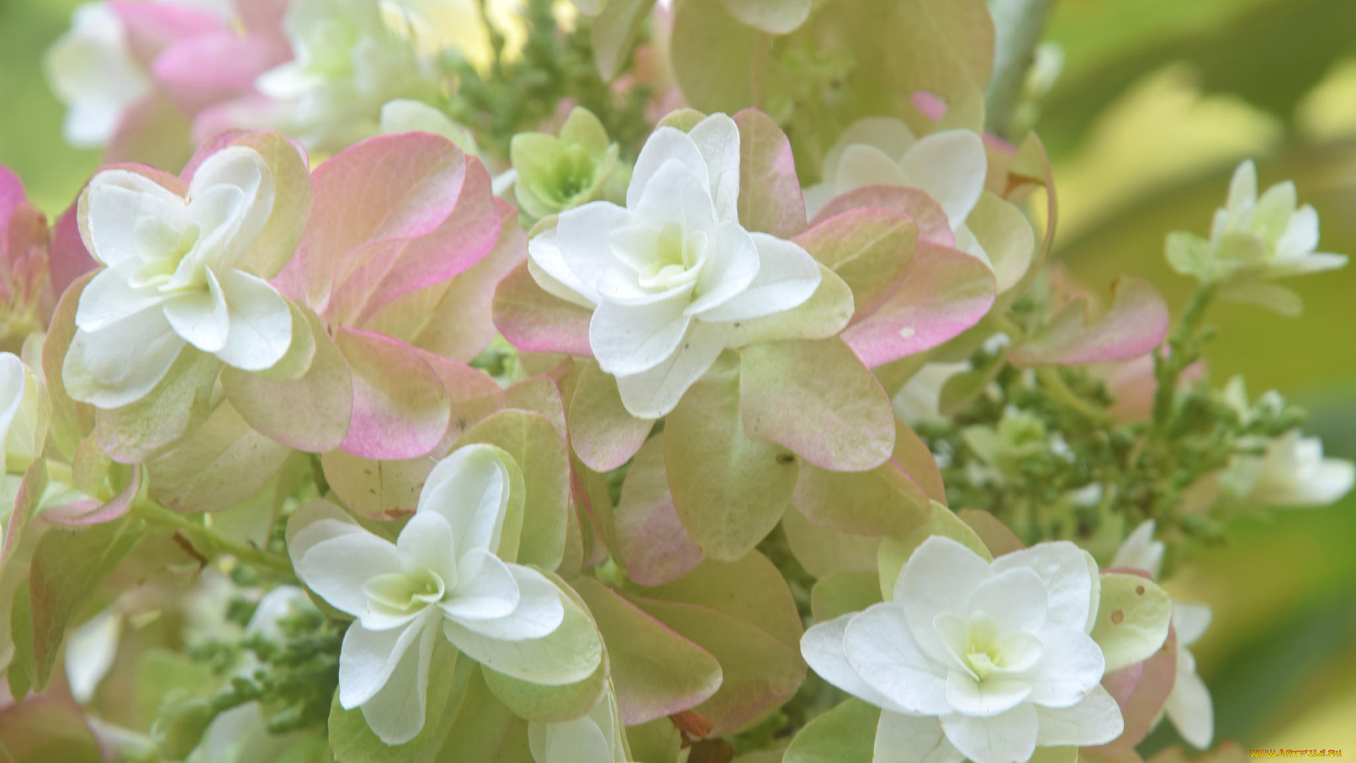 цветы, макро, размытость