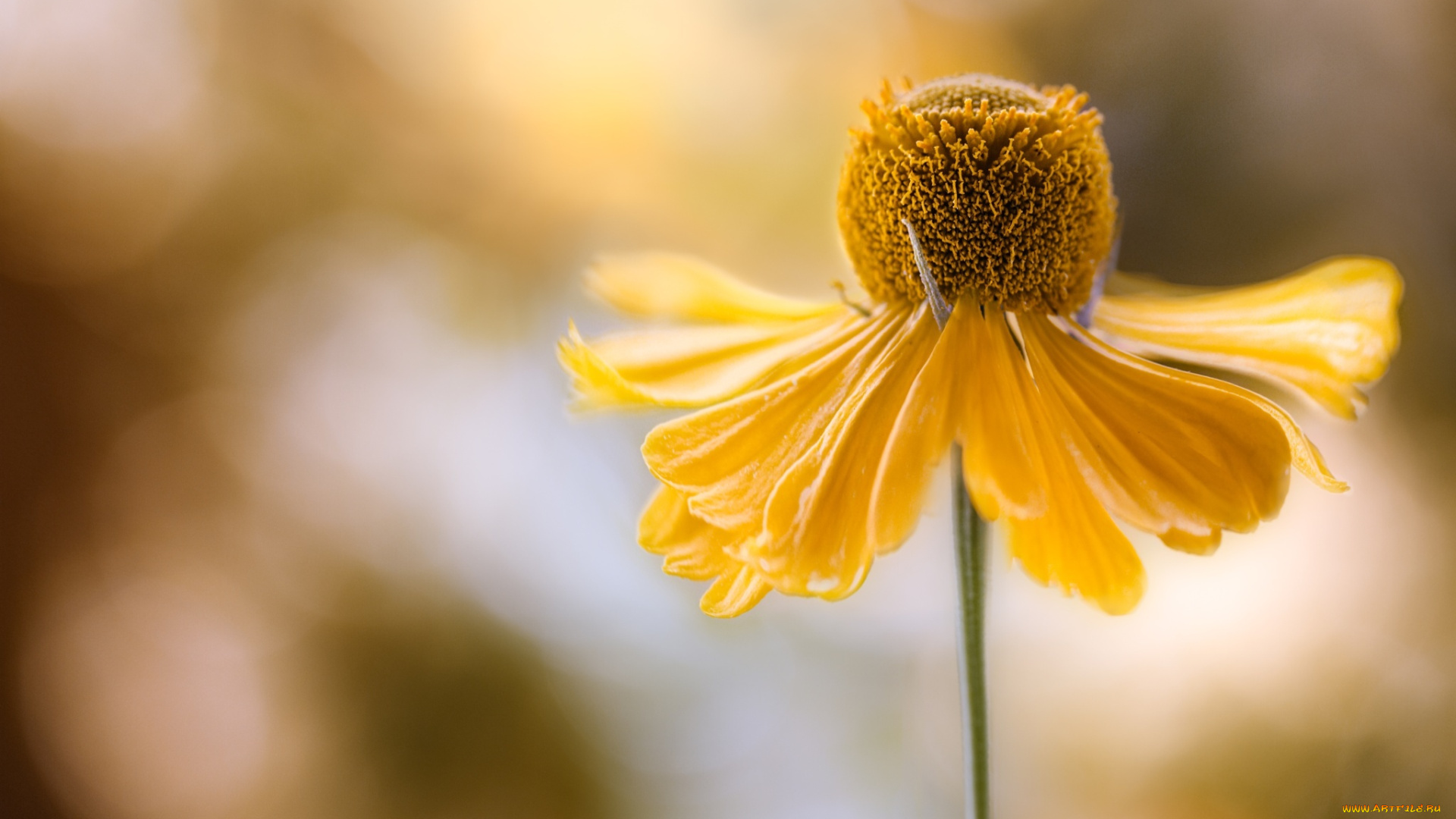 цветы, макро, желтый, цветок