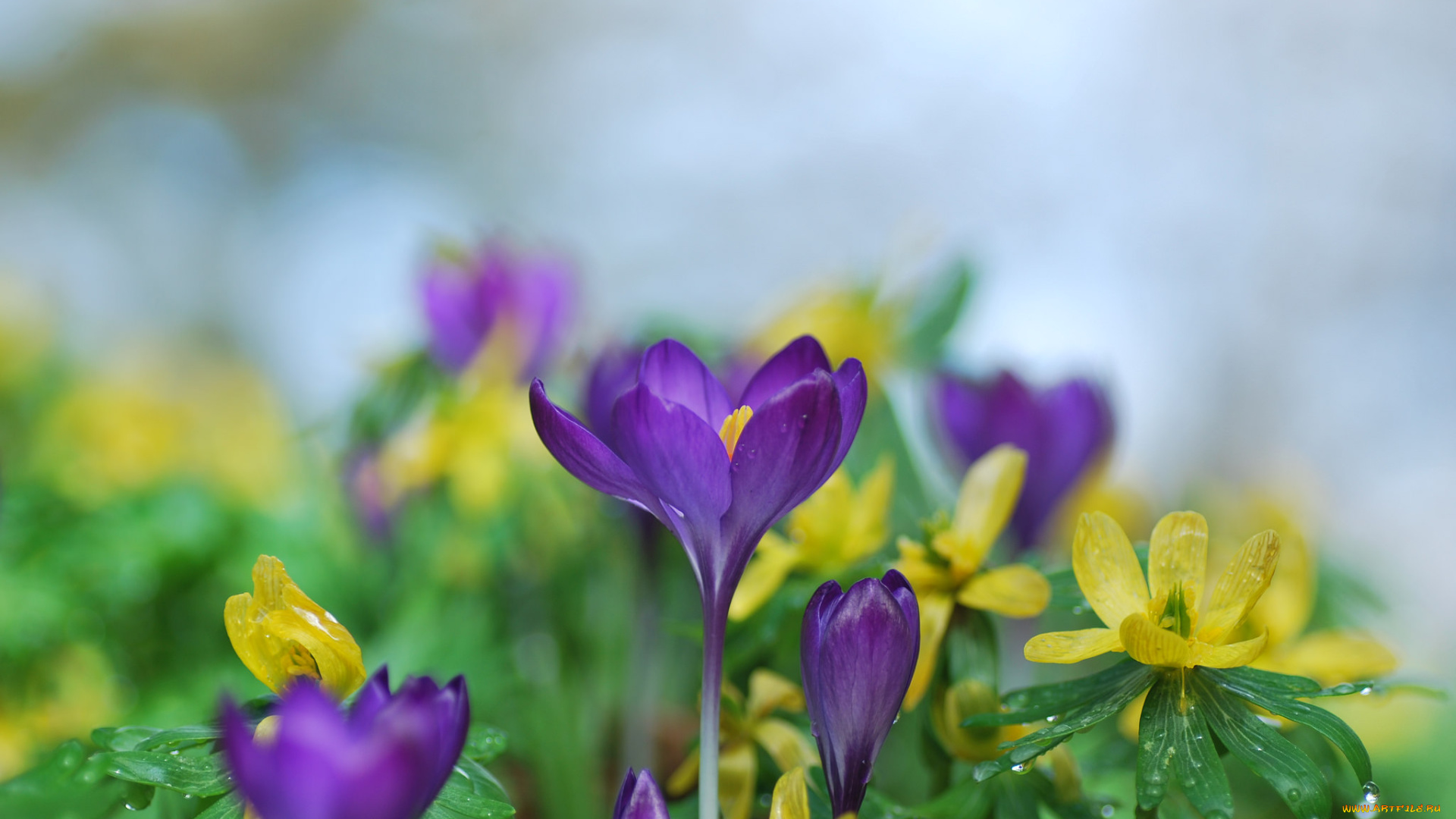 цветы, разные, вместе, крокусы