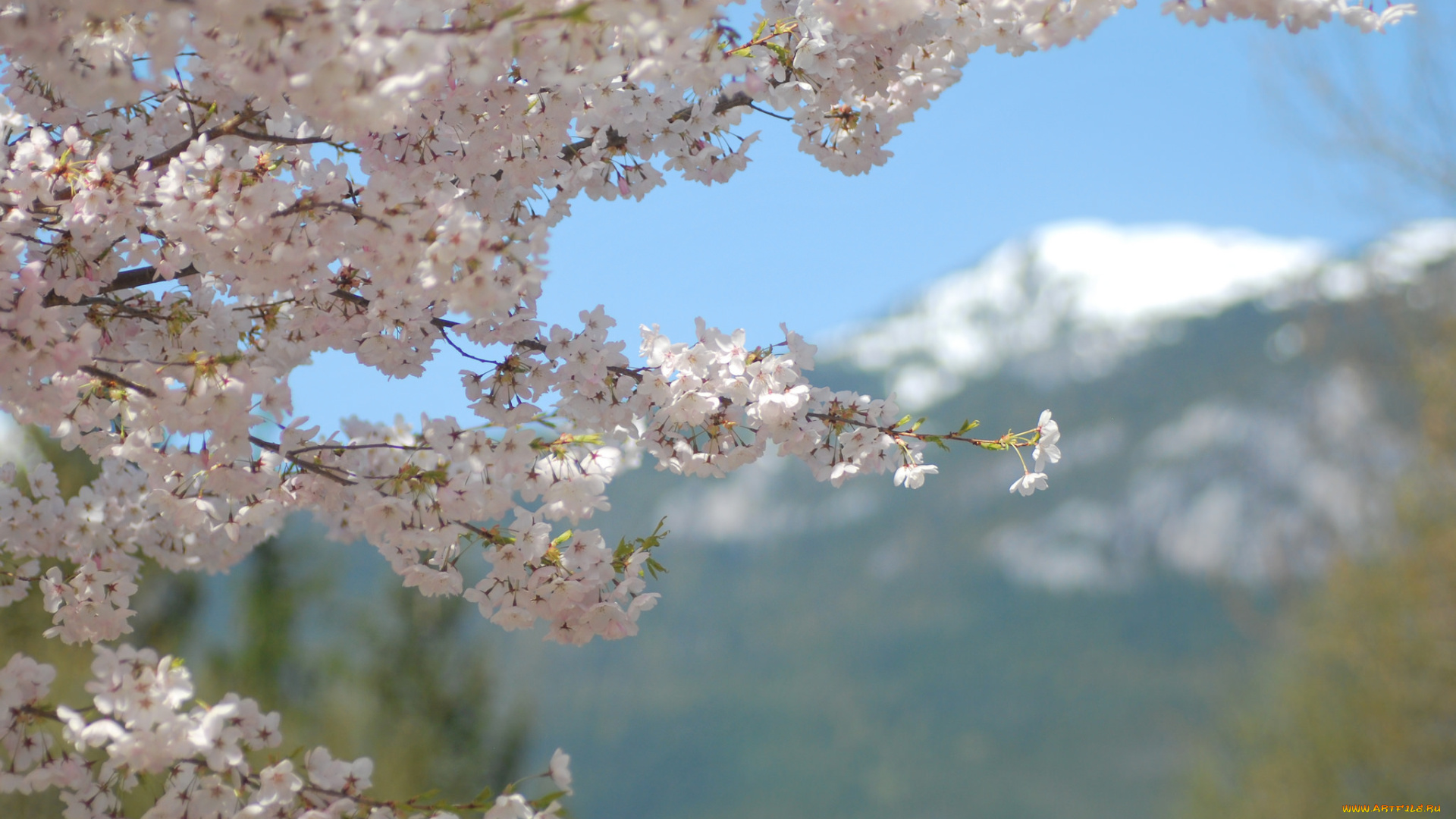 цветы, сакура, , вишня, макро, нежность