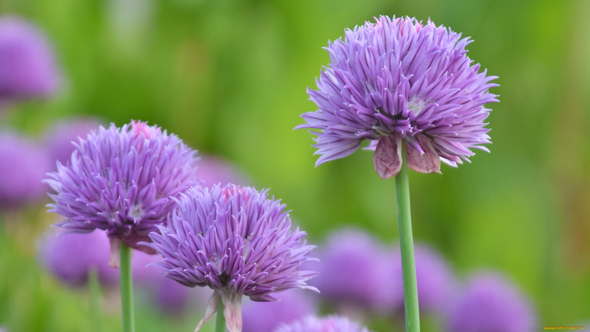 цветы, сиреневые, фон, макро, шарики