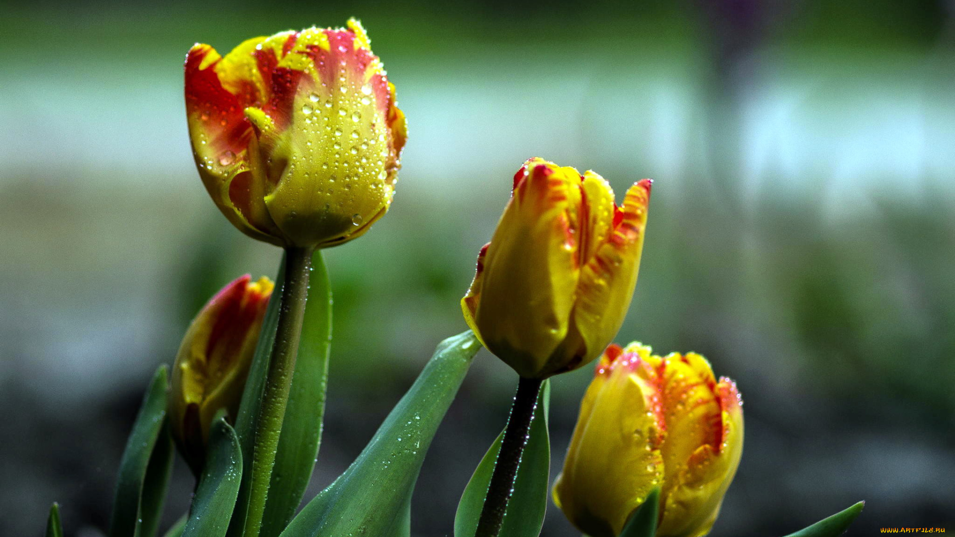 цветы, тюльпаны, бутоны, капли