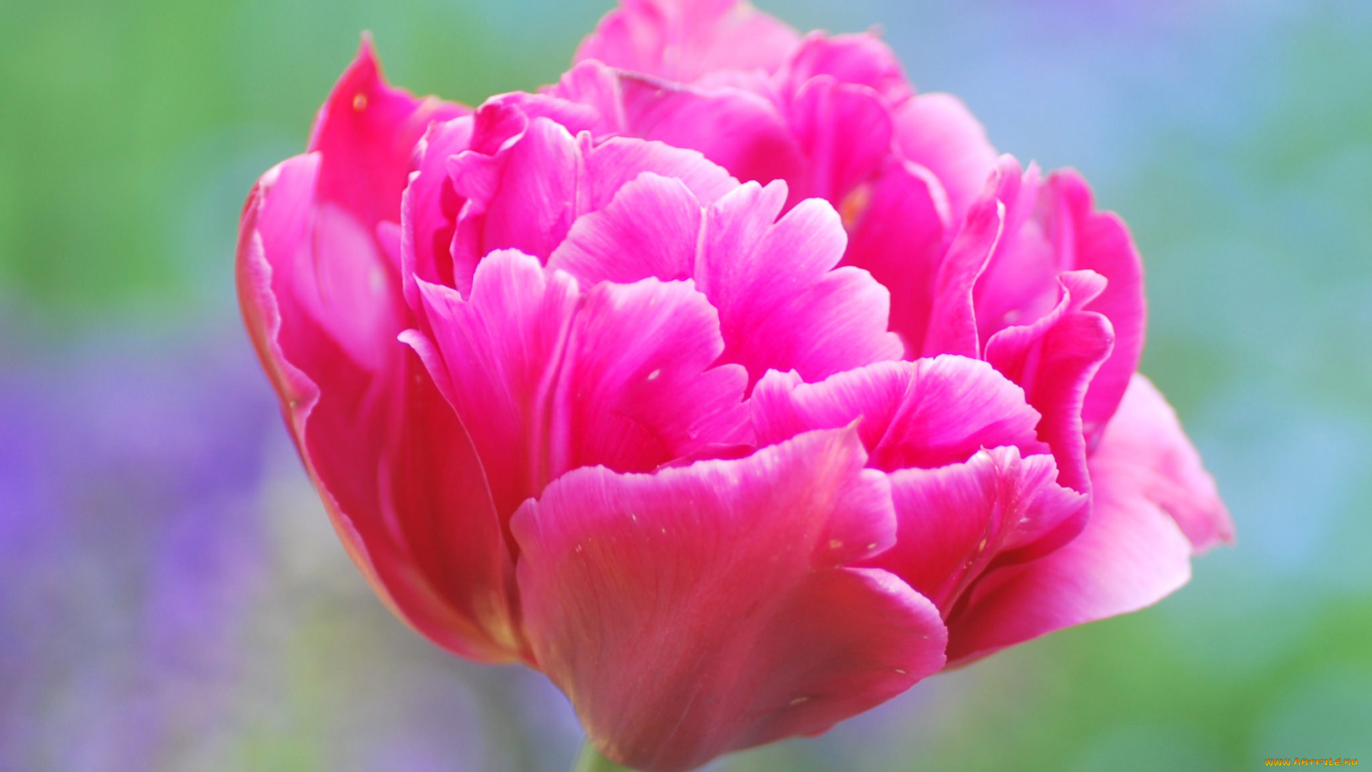 цветы, тюльпаны, лепестки