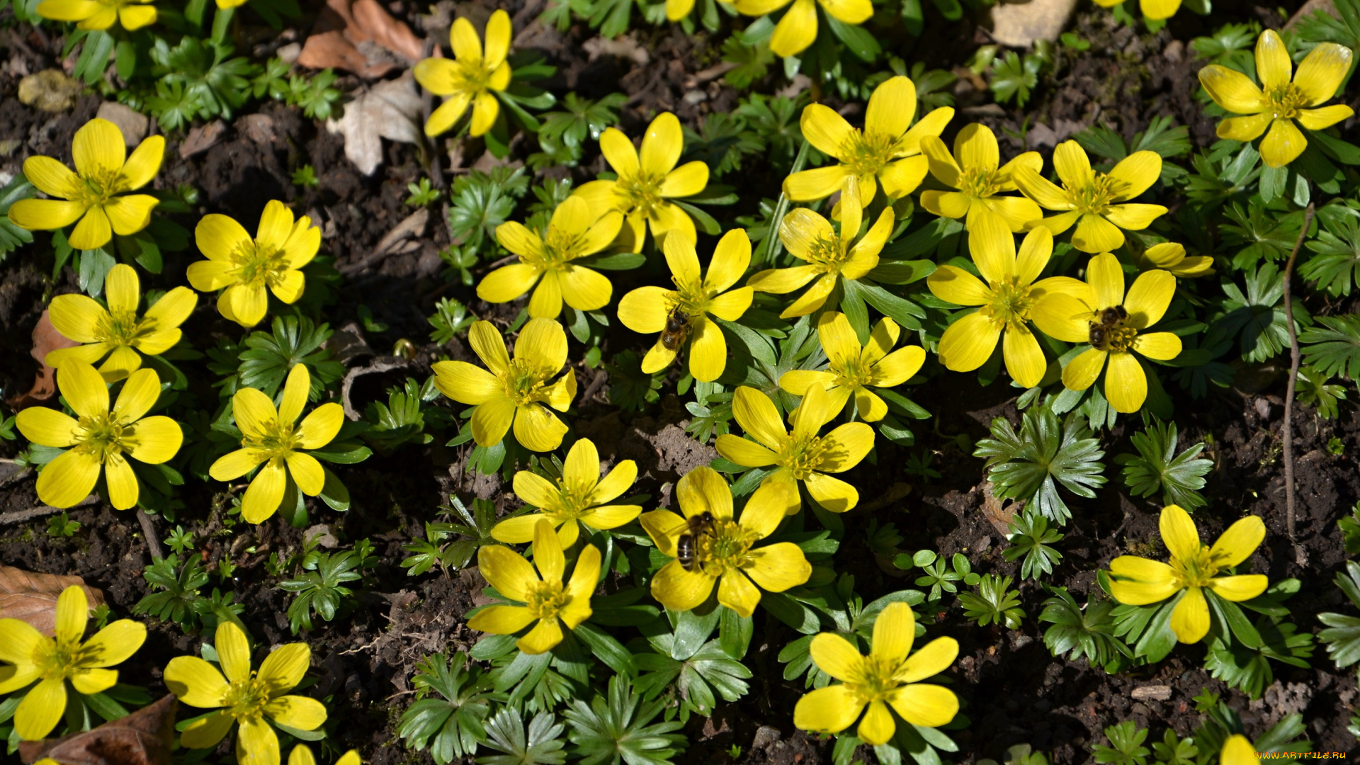 цветы, весна, первоцветы, жёлтые, полянка, пчёлы