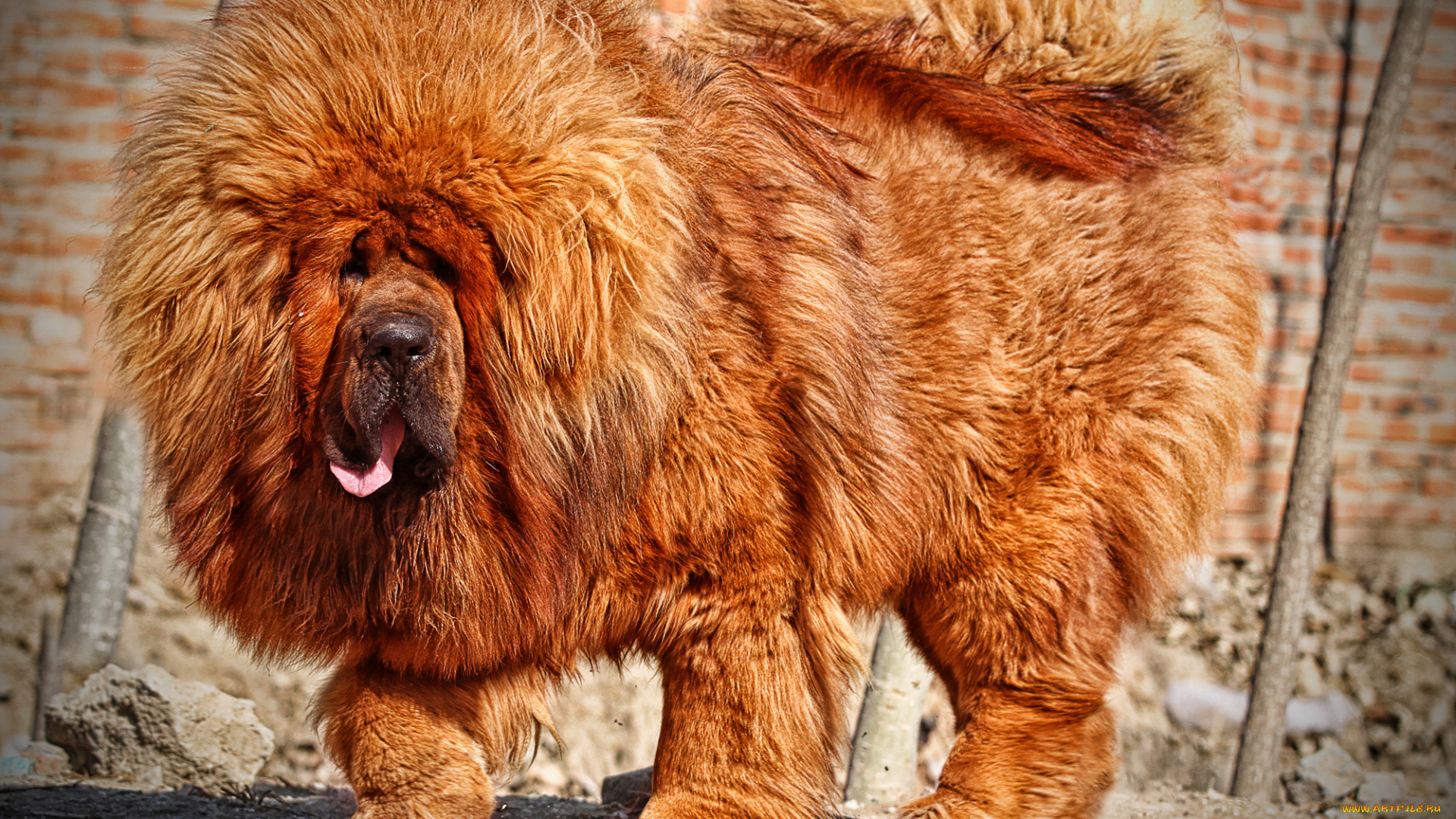 тибетский, мастиф, животные, собаки, собака, тибетский, мастиф