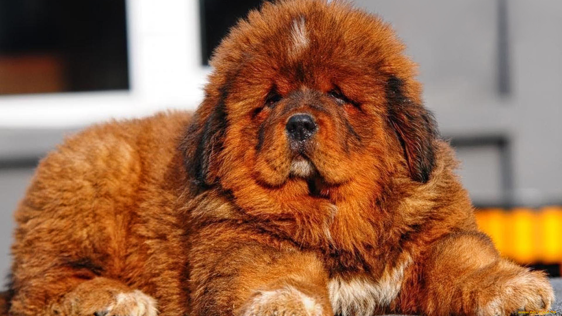 тибетский, мастиф, животные, собаки, собака, тибетский, мастиф