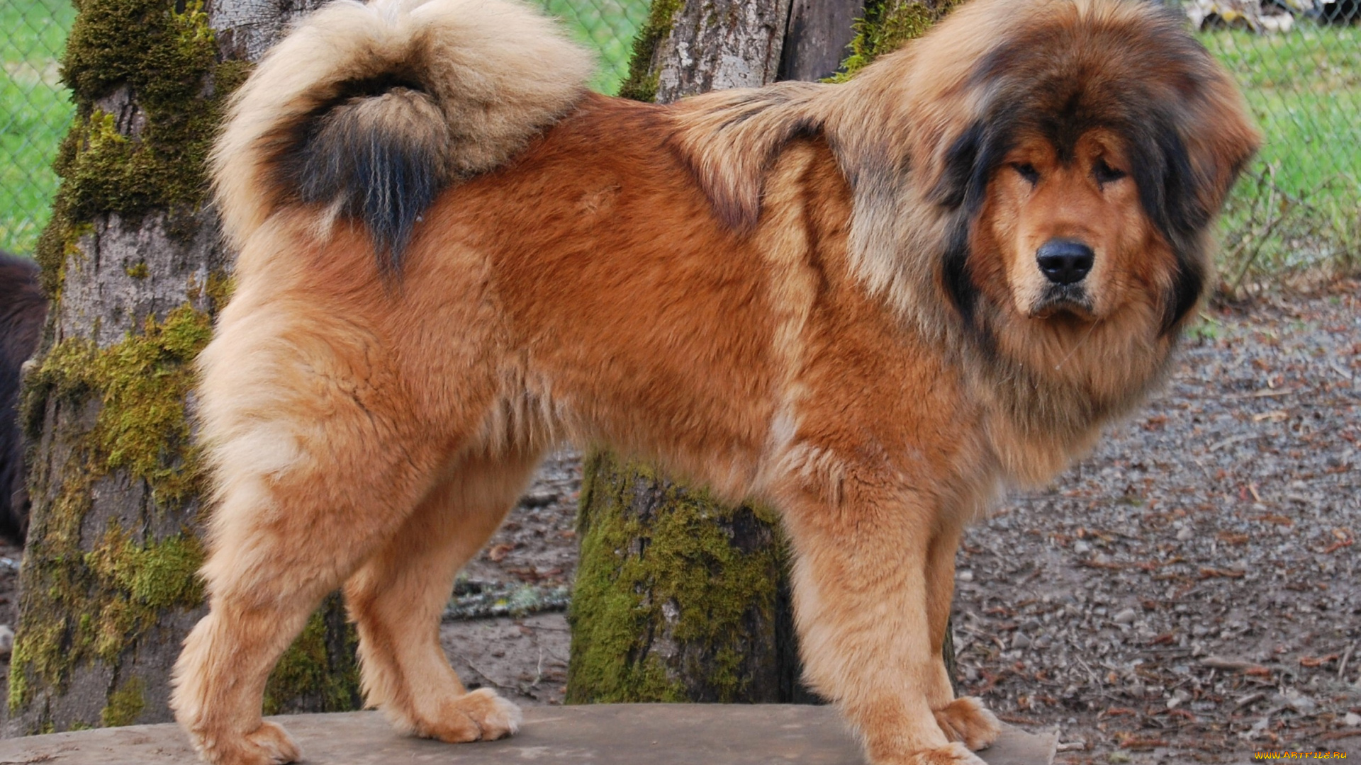 тибетский, мастиф, животные, собаки, собака, тибетский, мастиф