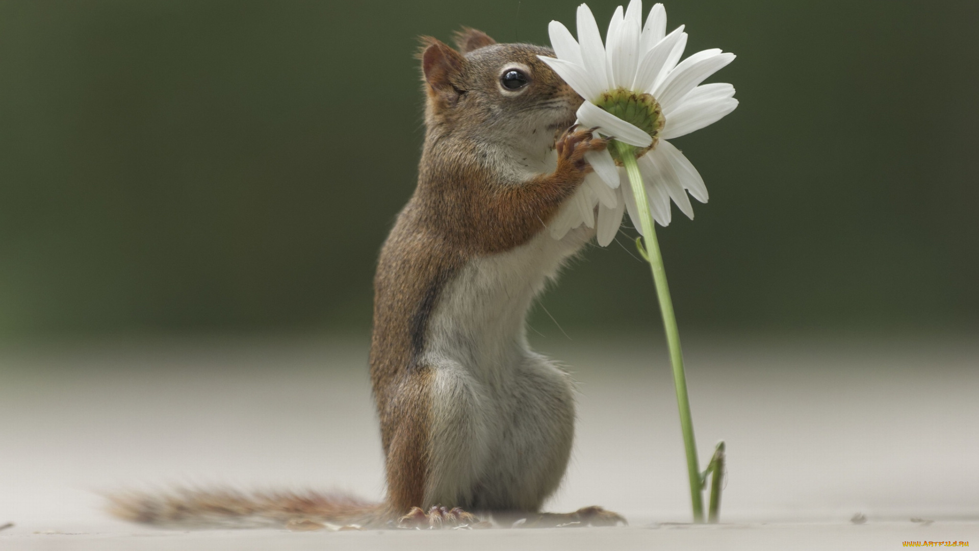 животные, белки, белка, ромашка