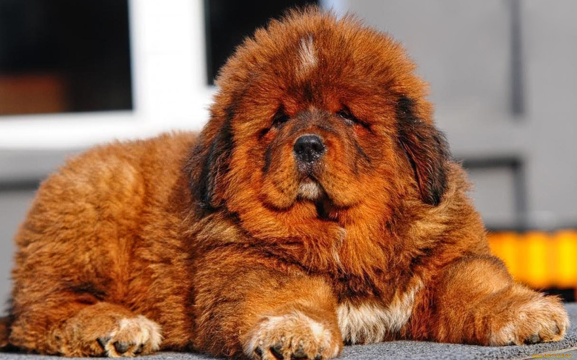 тибетский, мастиф, животные, собаки, собака, тибетский, мастиф