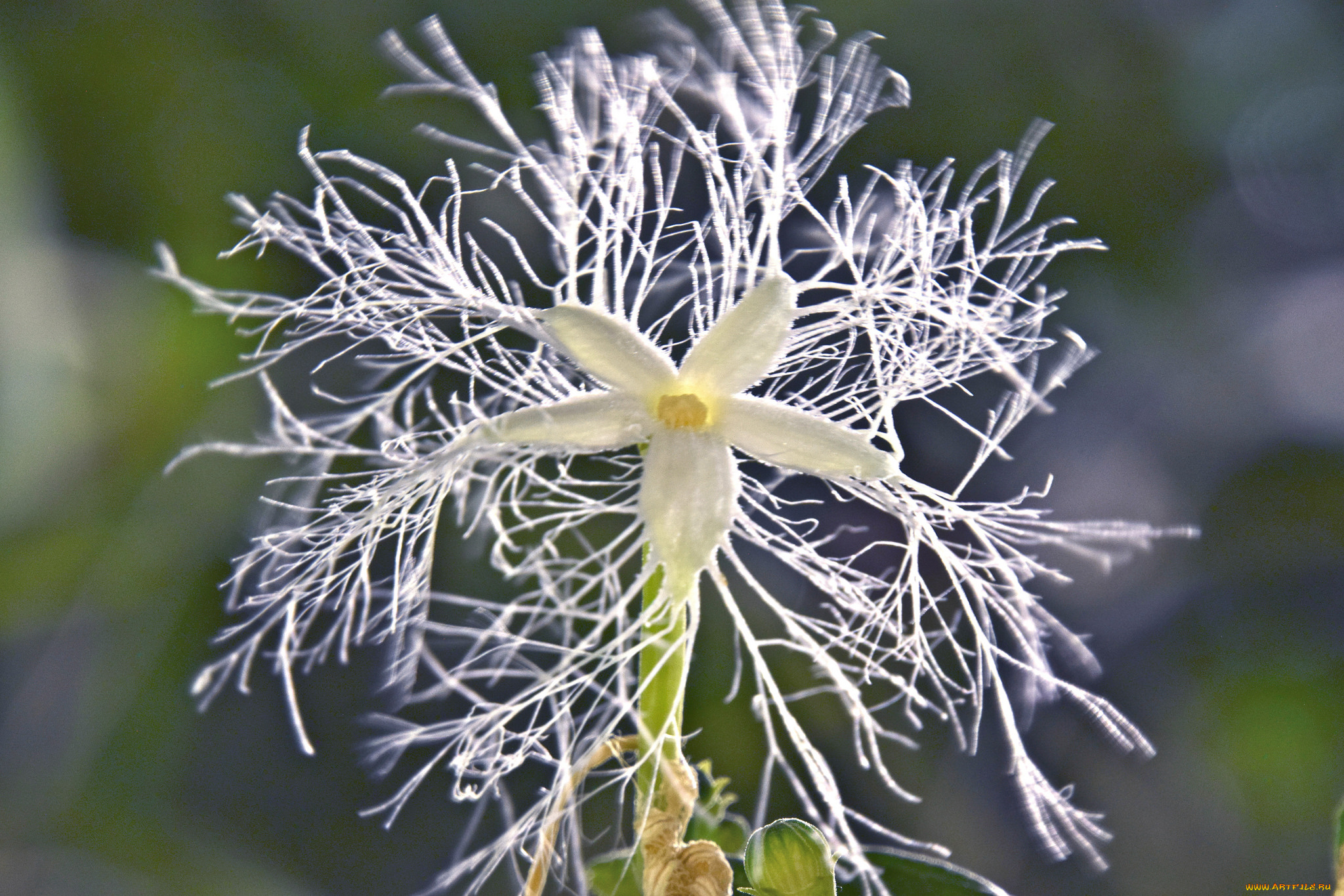 цветы, макро, отростки, цветок