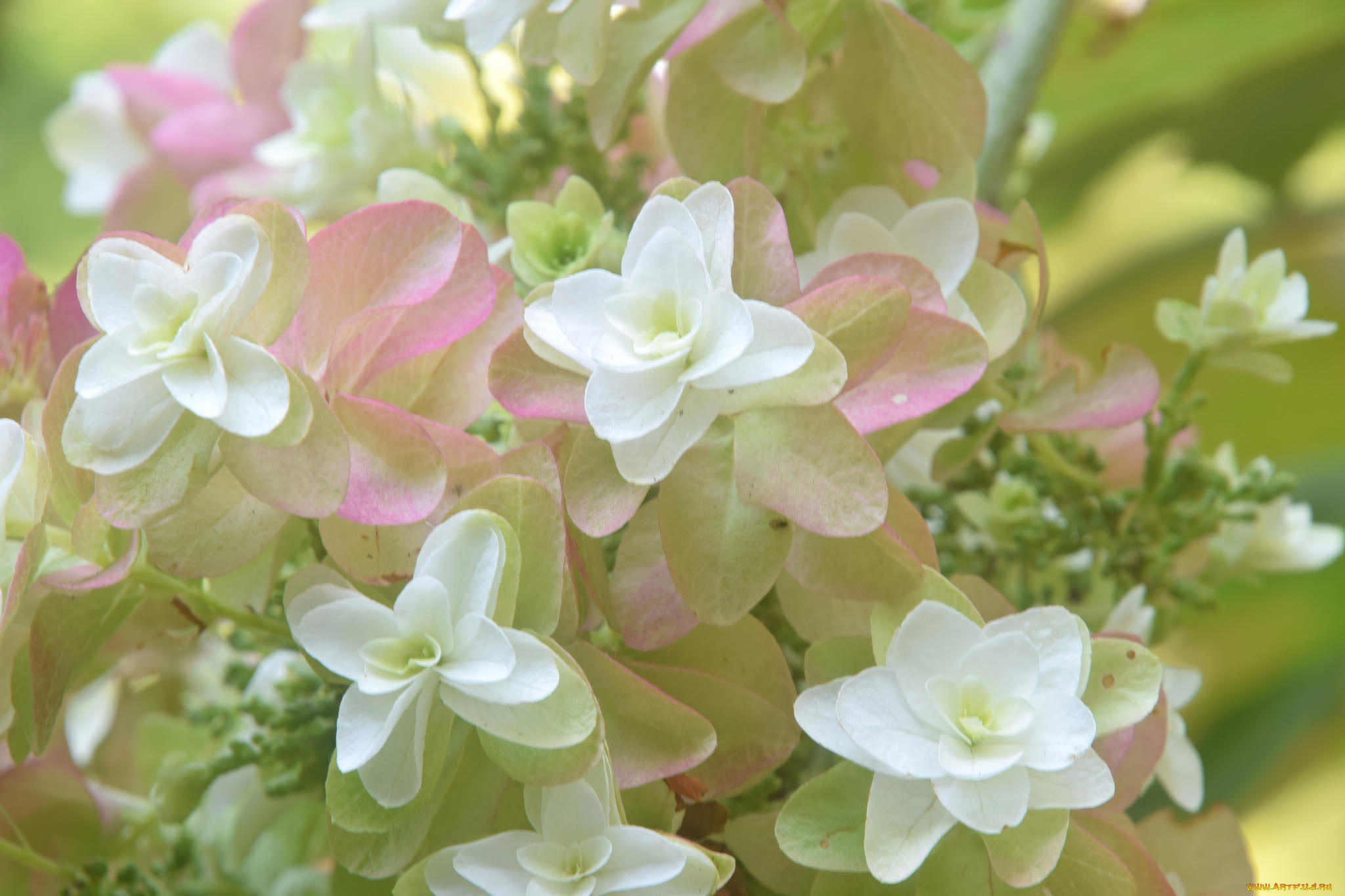 цветы, макро, размытость