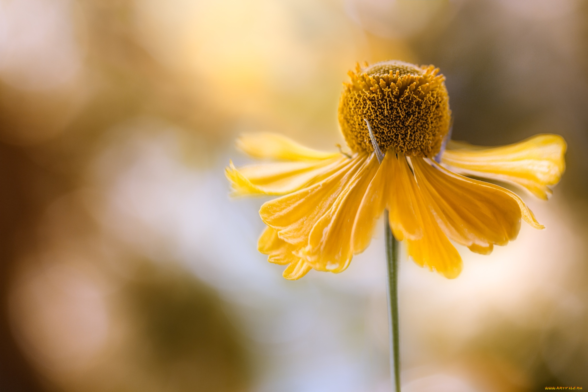 цветы, макро, желтый, цветок