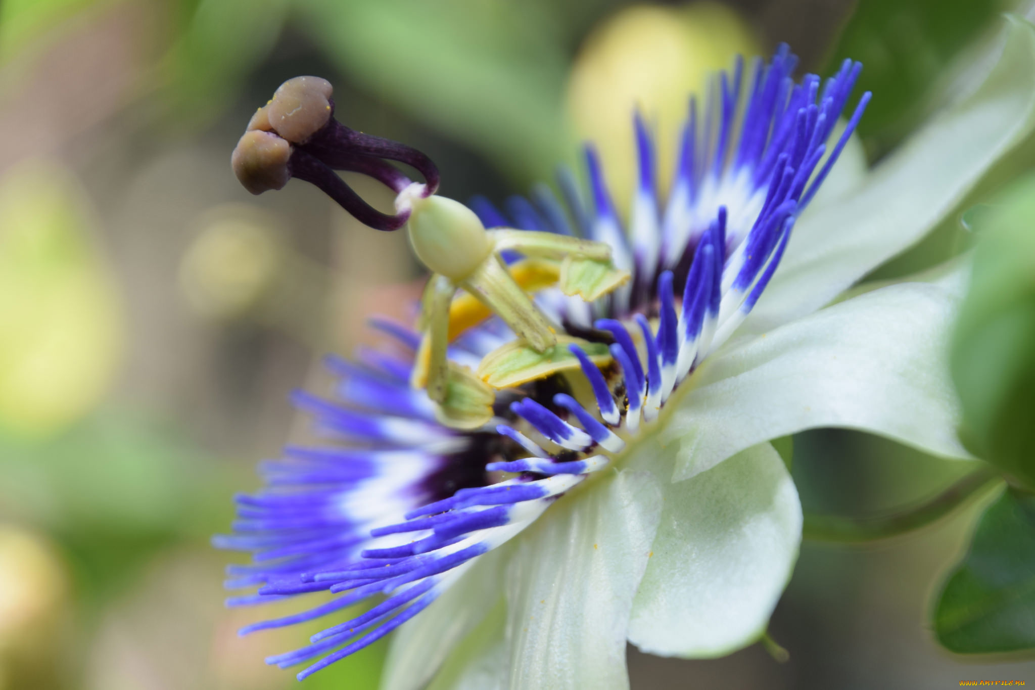 цветы, пассифлора, макро