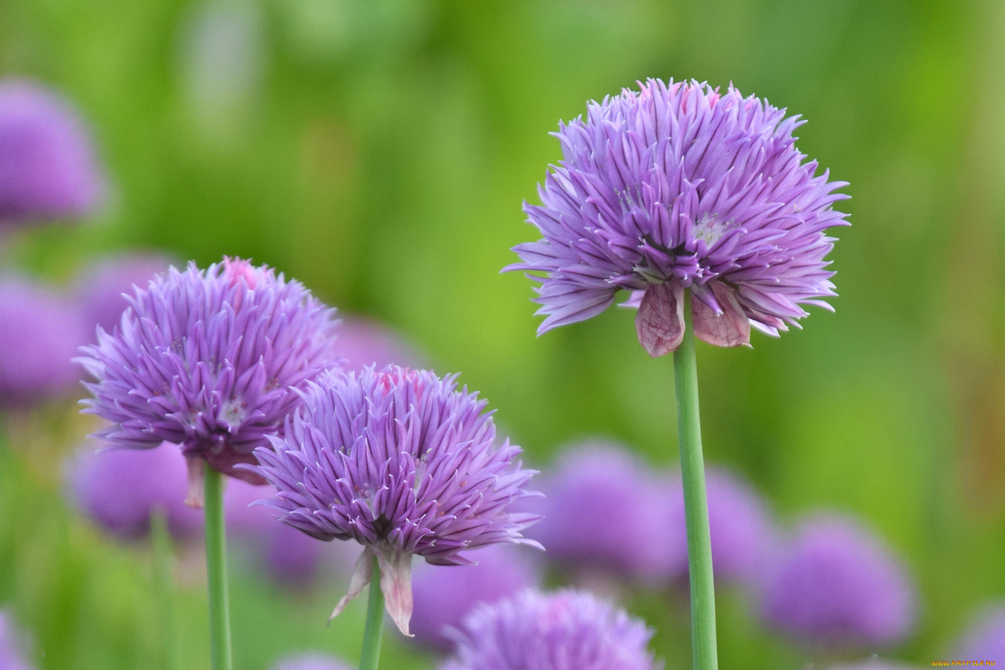 цветы, сиреневые, фон, макро, шарики