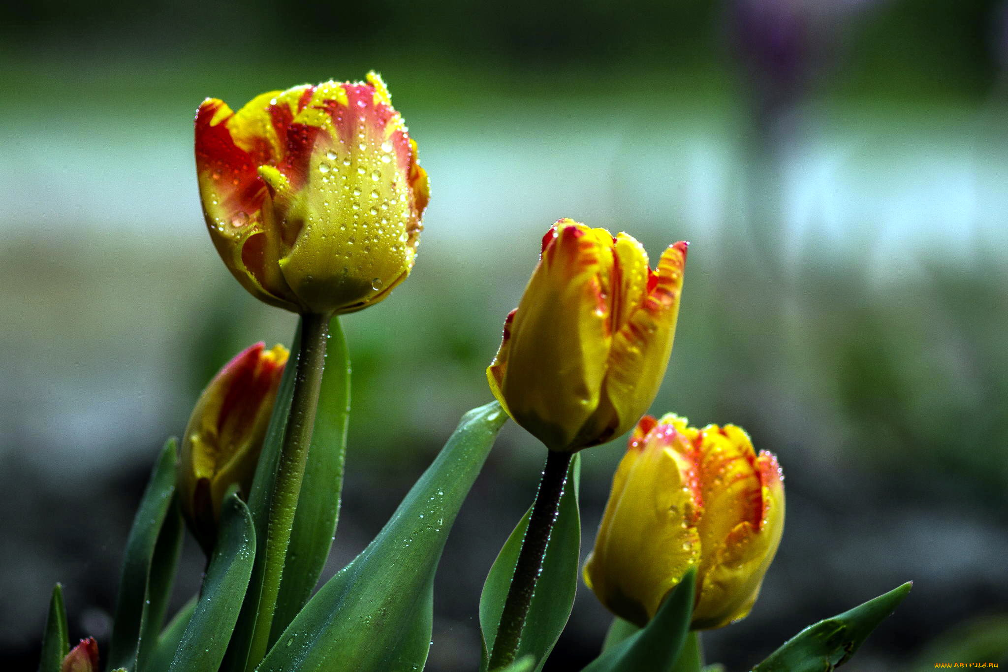 цветы, тюльпаны, бутоны, капли