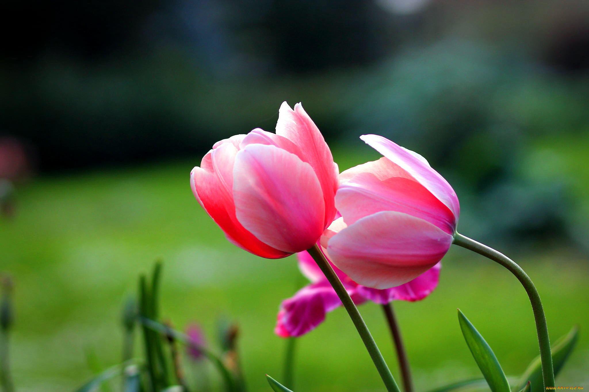 цветы, тюльпаны, розовый